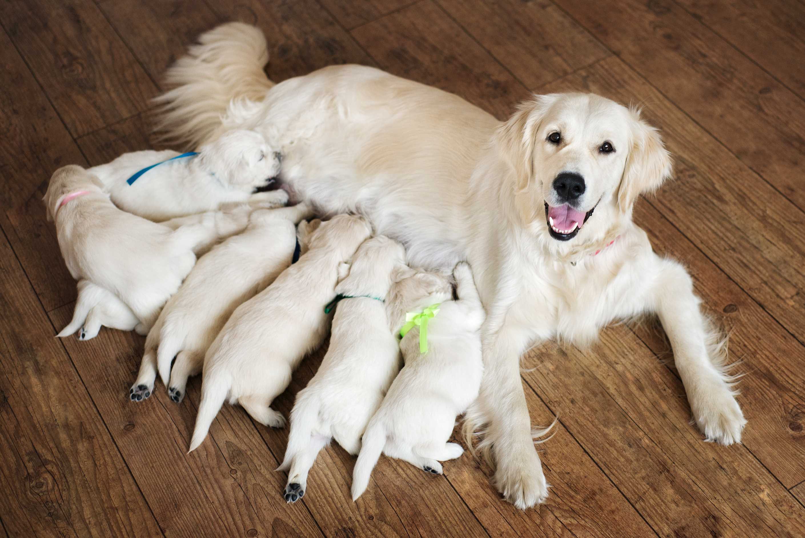 Golden retreiver white mature