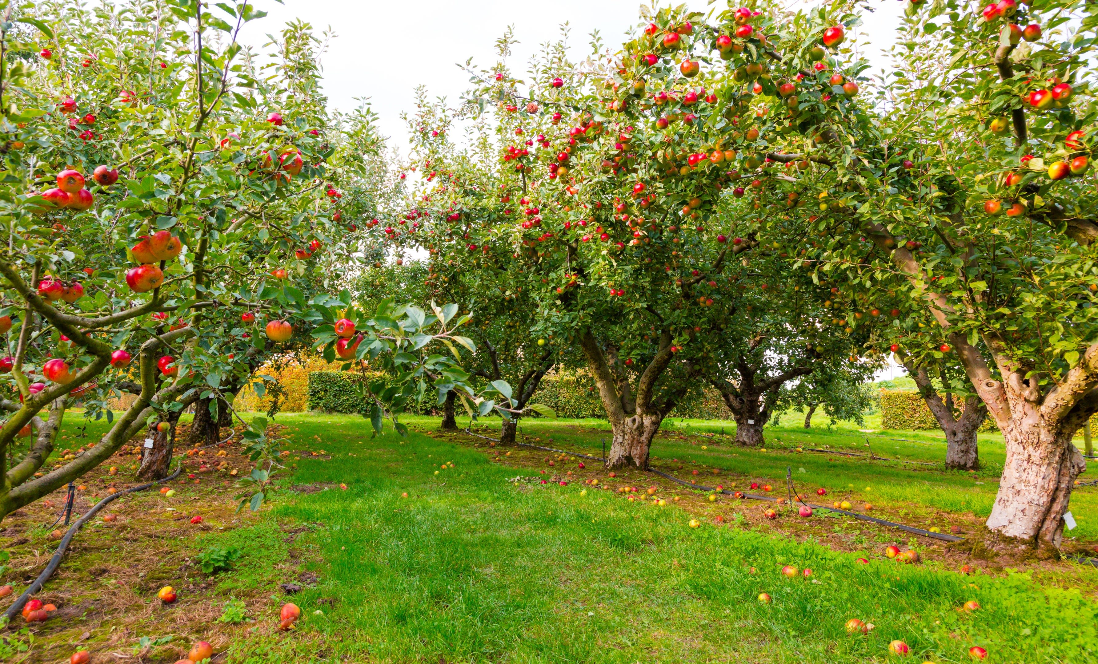 Mudas para Pomar Frutíferas Produtos Mary Mudas Frutíferas Centro