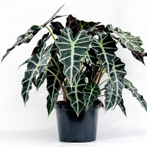 Alocasia Polly Plantas Para Interior Viveros De Colombia