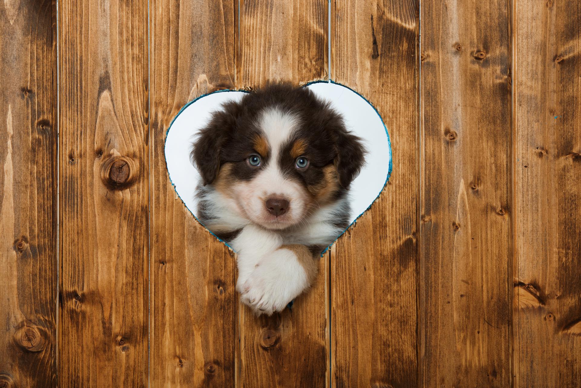 B's Boarding & Training Mesquite Pet Boarding