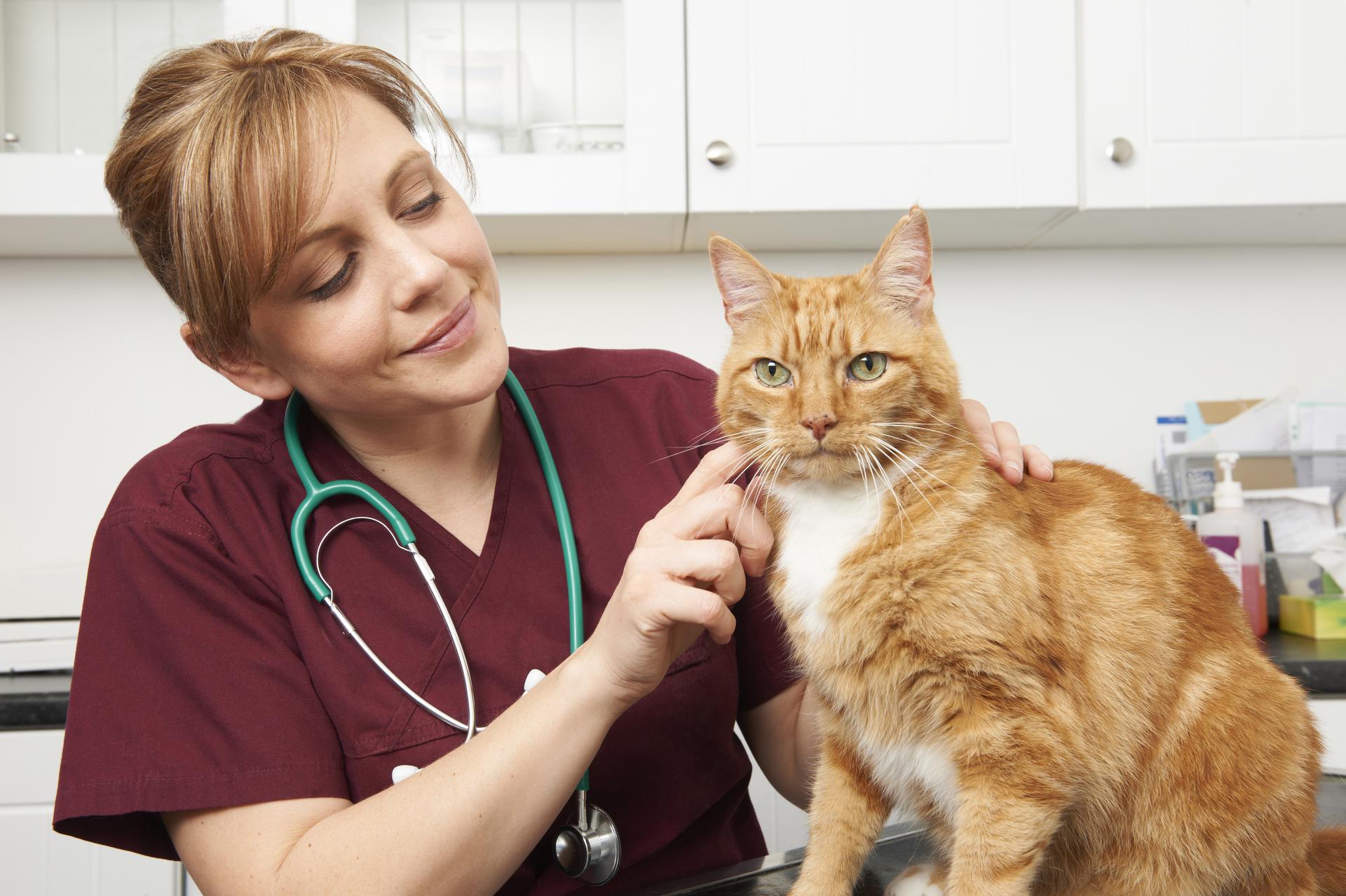 Foremost Veterinarian In Templeton Posada Veterinary Hospital And 