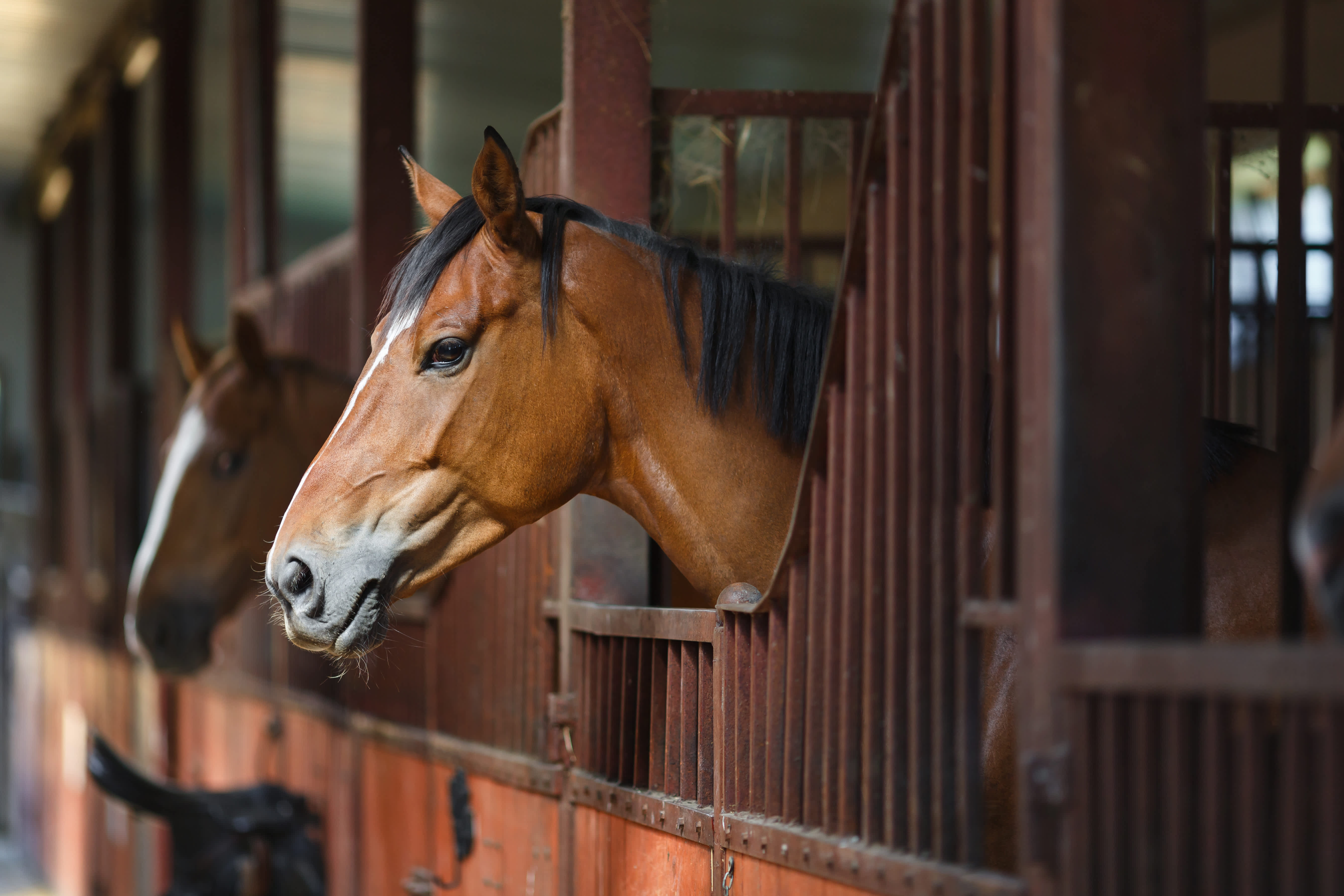 Crazy Acres Farm - Horse Care in Millbrook