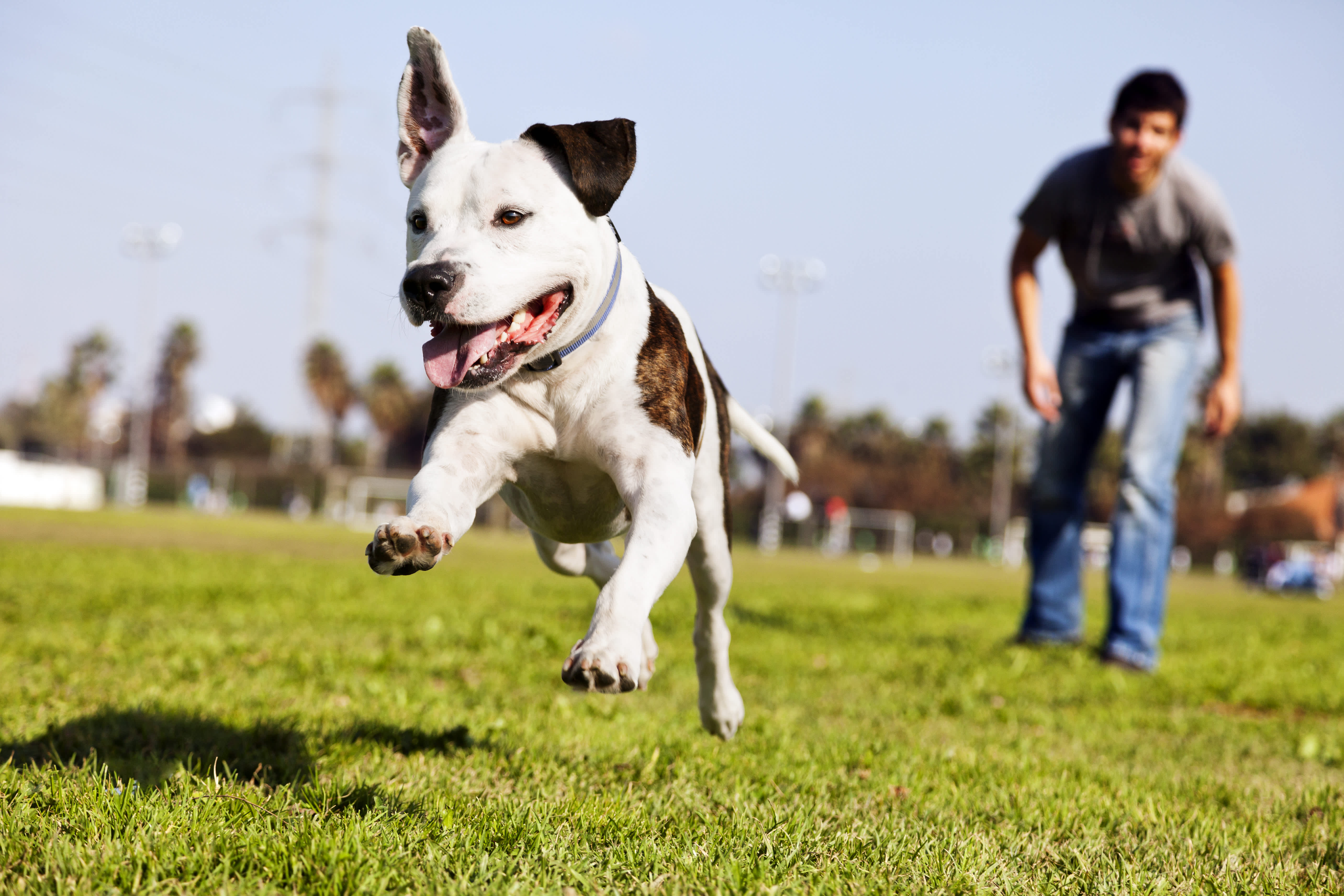 Behavior Management - Dog Training - Canine Solutions - Dog Training 