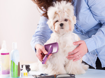 Terry's Pet Grooming