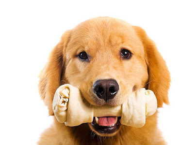 Pet Heroes Dog Grooming
