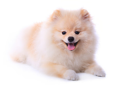 Pet Heroes Dog Grooming