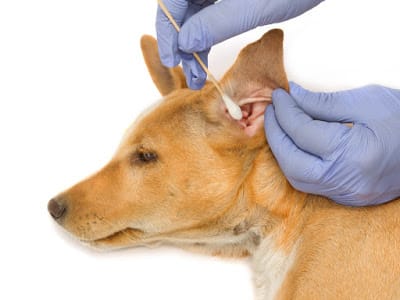 Pet Heroes Dog Grooming