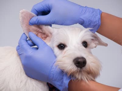 Pet Heroes Dog Grooming