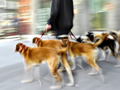 Roscoe house shop boarding kennels