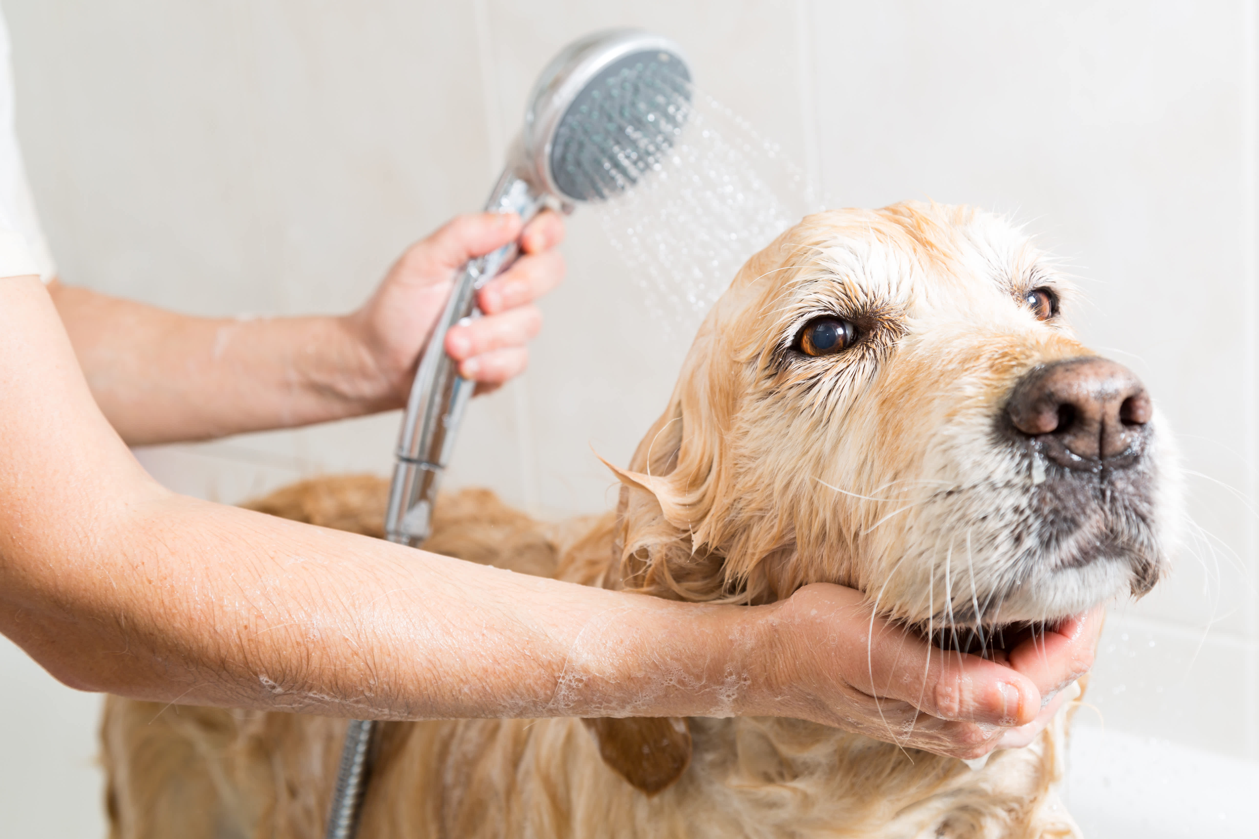 Deshedding service on sale