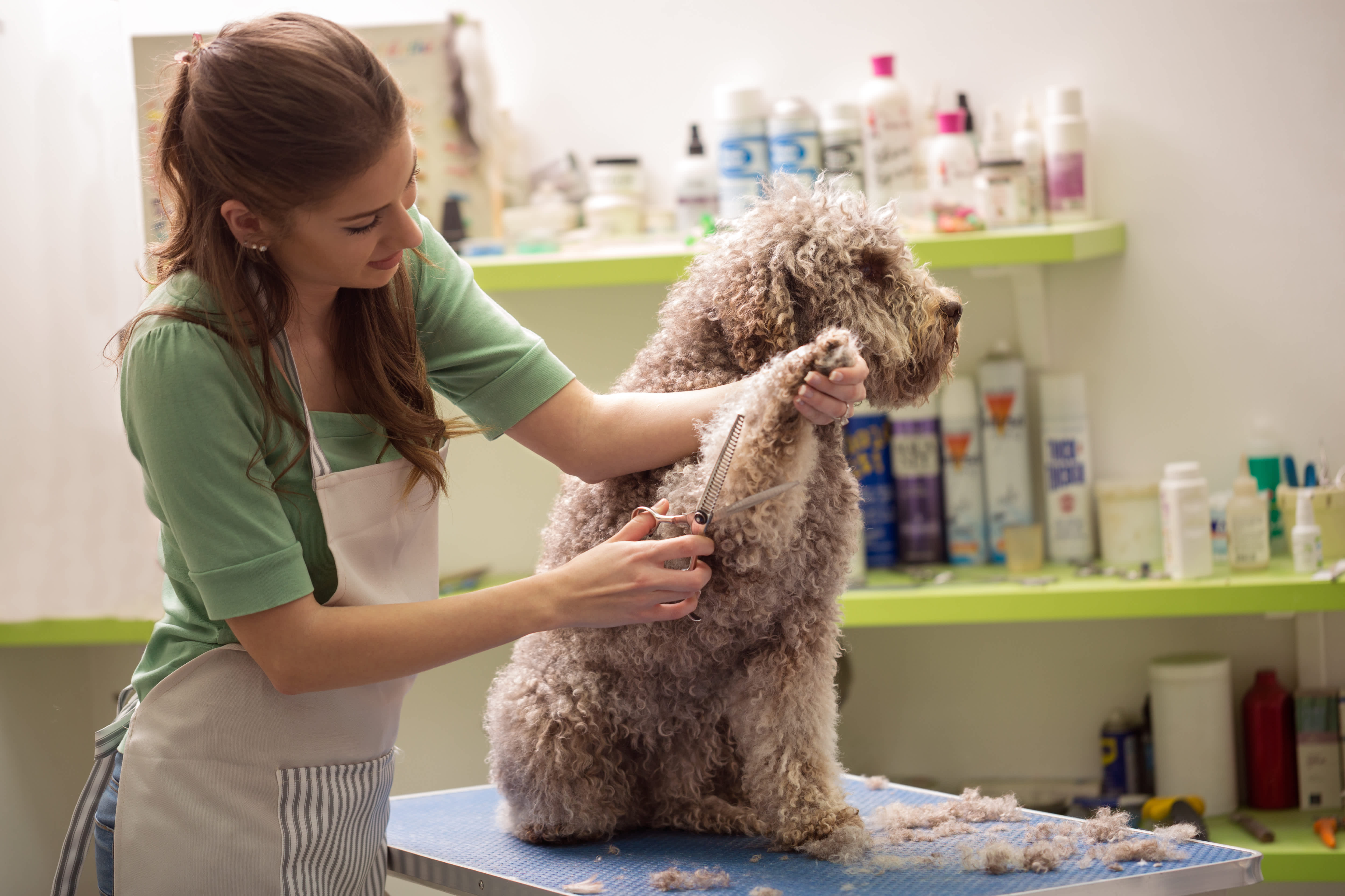 A dapper dog grooming clearance parlour