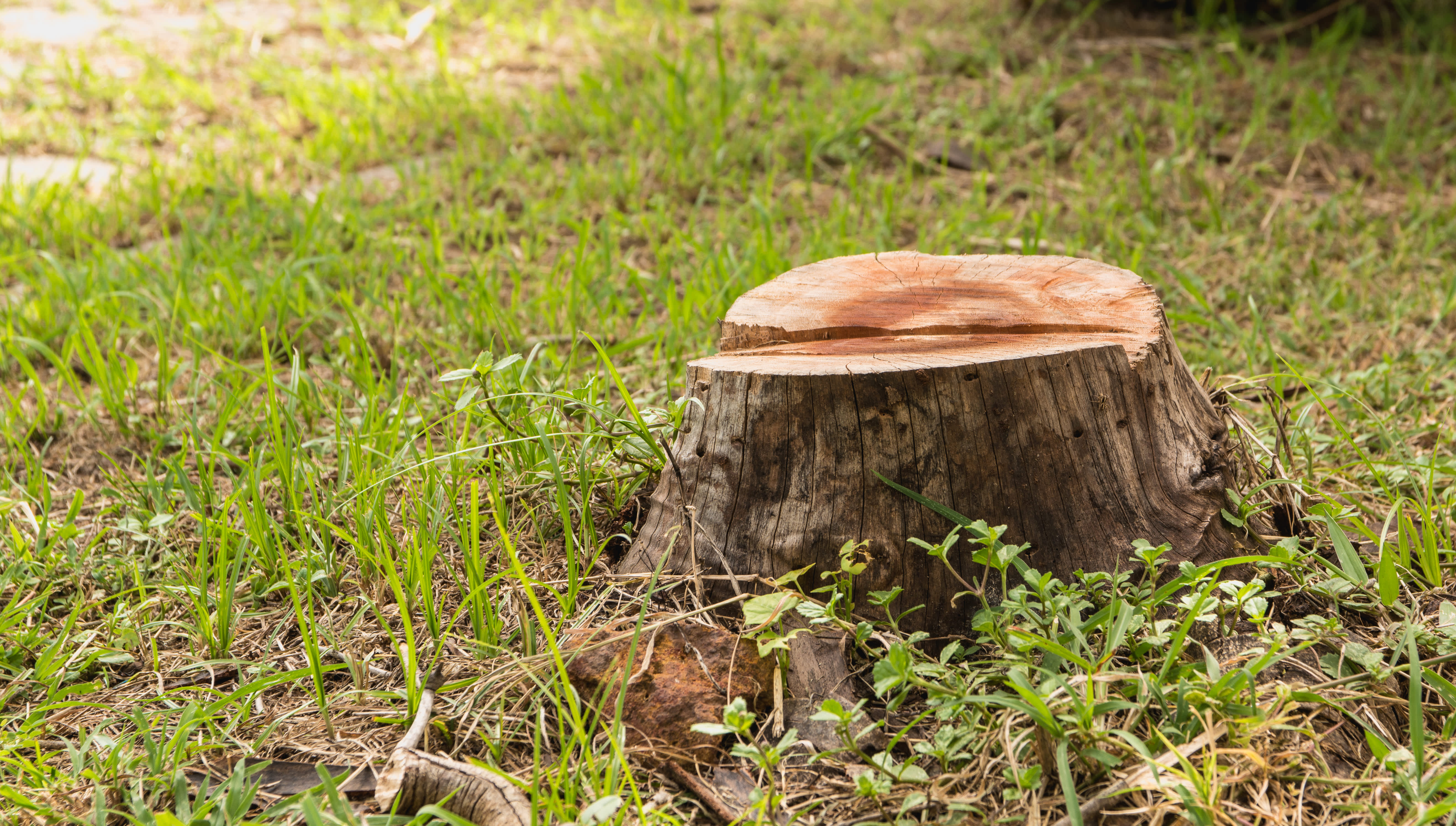 Tree Removal - What We Do - The Wood Guy Tree Service | Tree Service in ...