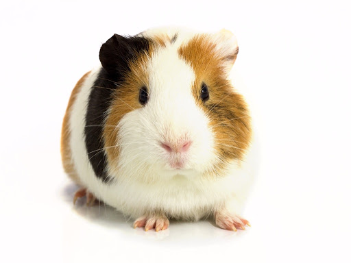 Hamster (Pair) Pets Selling Exotic Pets Pet Store Jalandhar