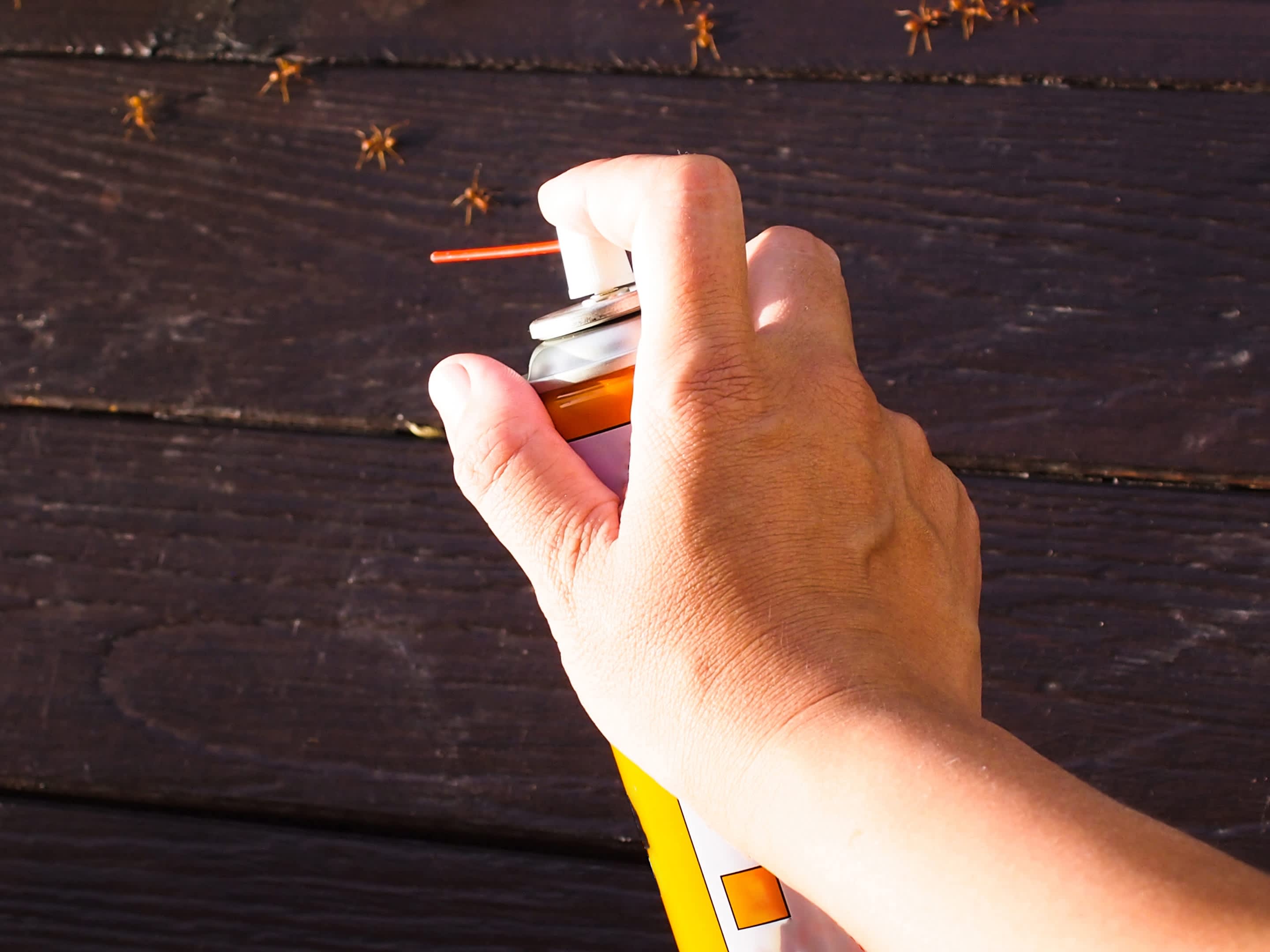 Ants Treatment and Control Pest Control Services MK Global Pest