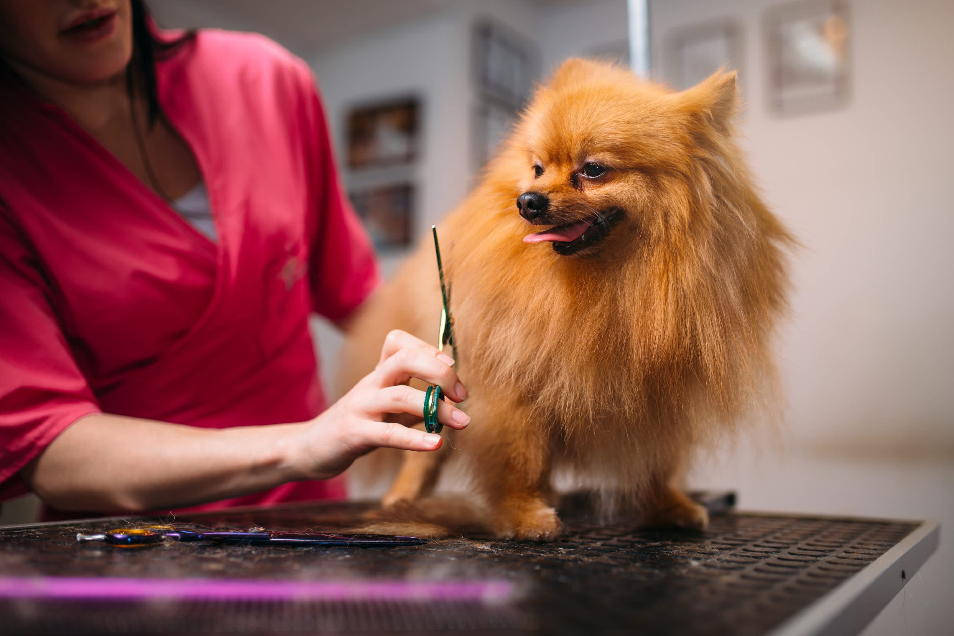 Pet Heroes Dog Grooming