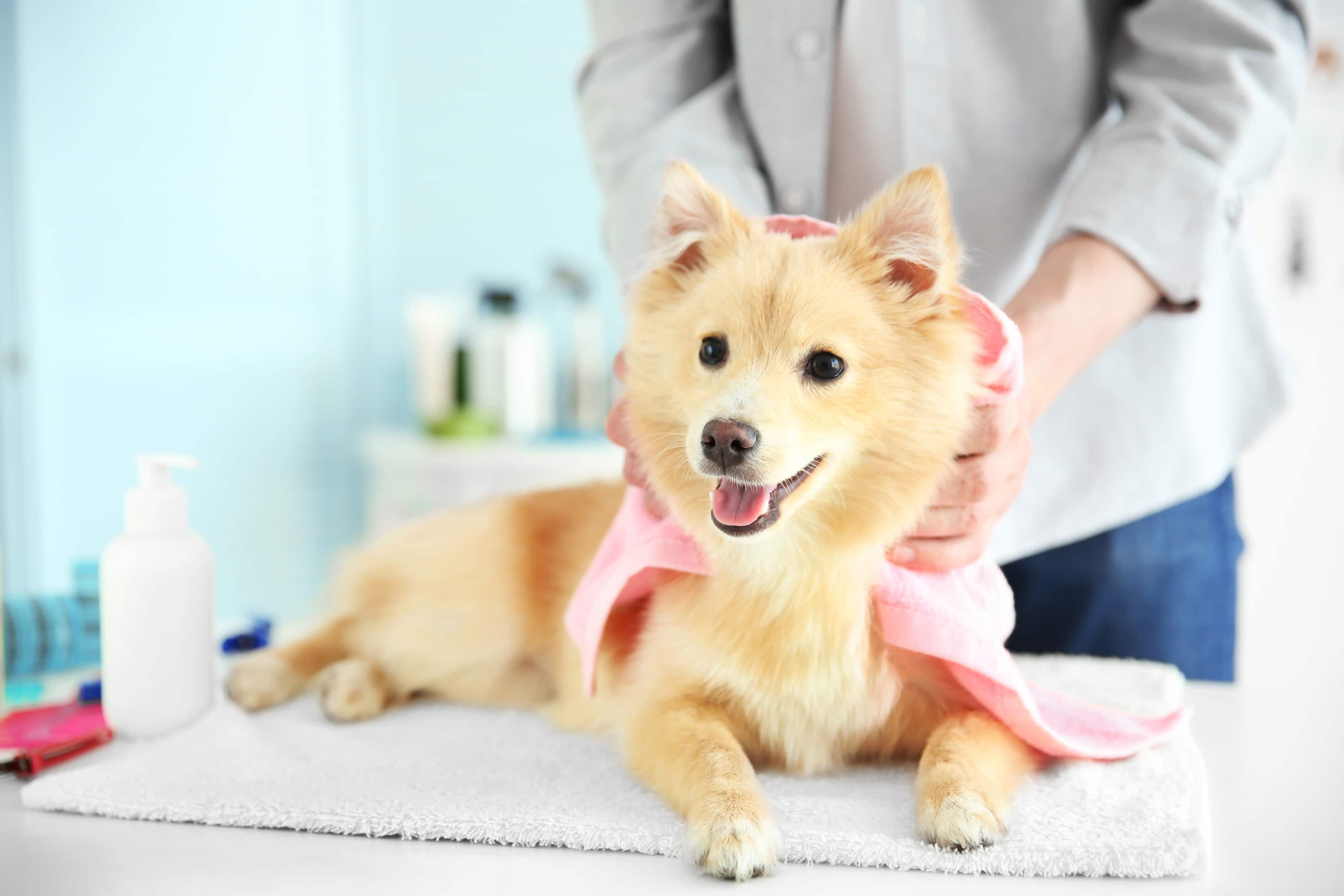 A+ Amazing Animals Grooming And Pet Store Dog Groomer in Jacksonville