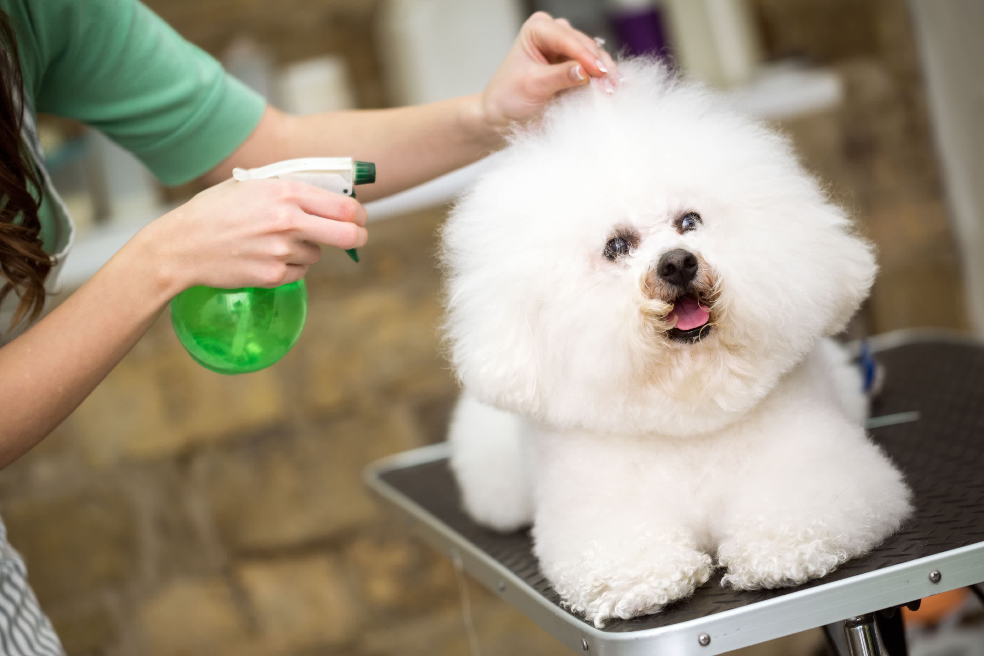 What Is A Full Groom For Dogs