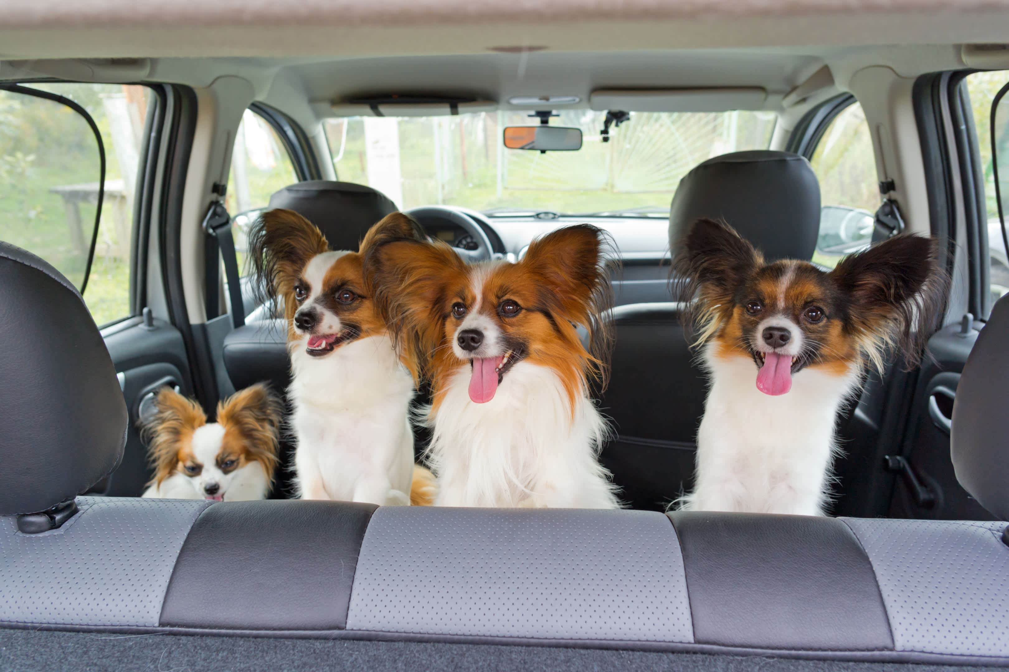 Car 4 pet. Автомобиль собака. Собака в авто. Собаки и кошки в авто. Собака и кошка в машине.