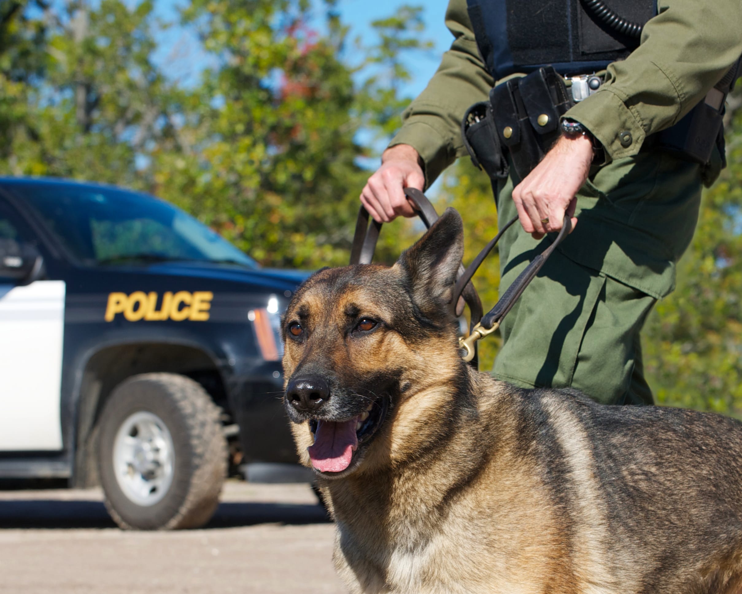Service Dog Training - Dog Training - Aleph K9 Training Academy - Dog Training | Eagle Pass
