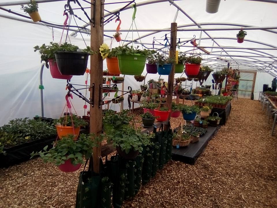 Best Garden Nursery in Stockport Arden Hall Garden Nursery Garden