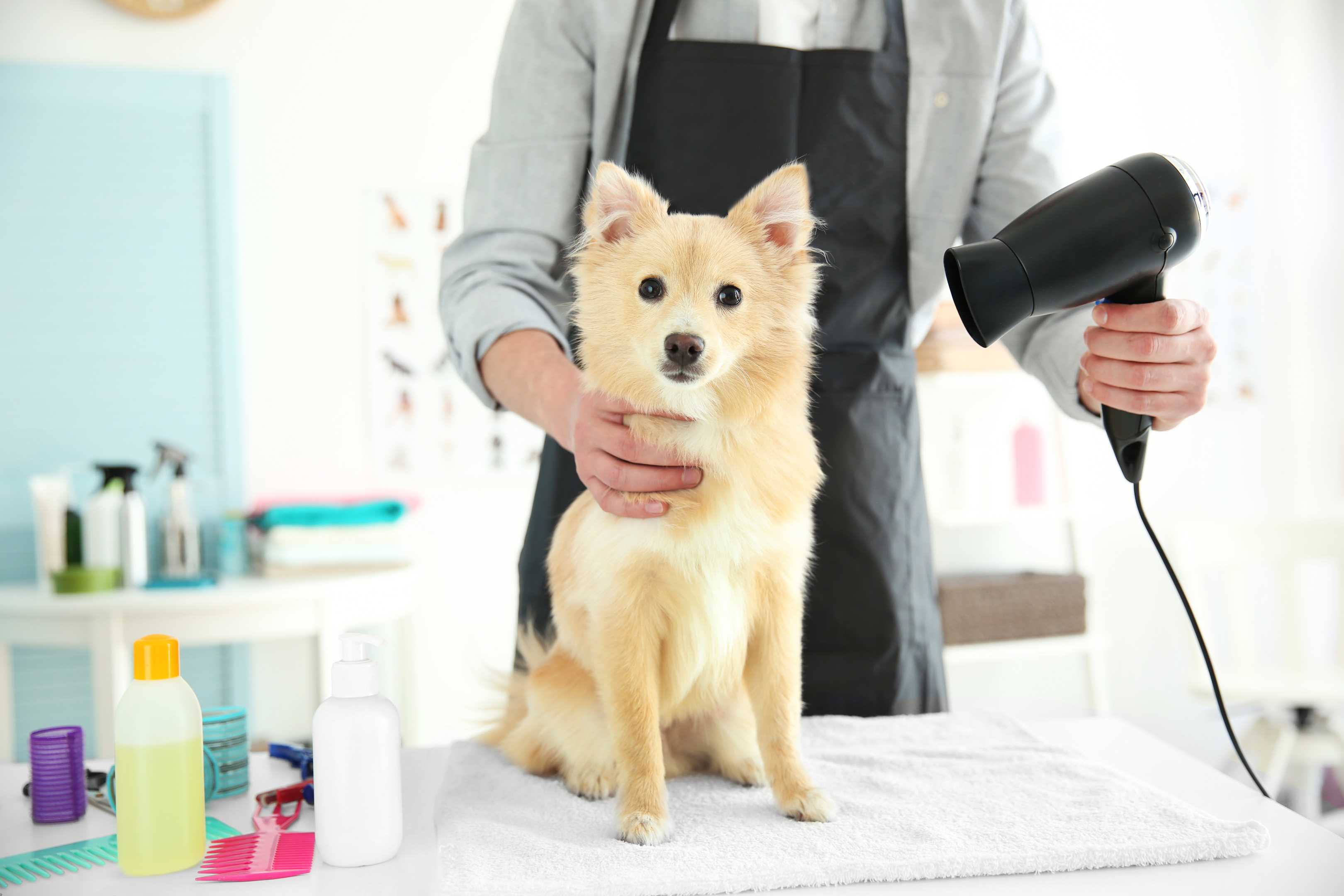 Woof N Cuts Dog Grooming Services Schomberg