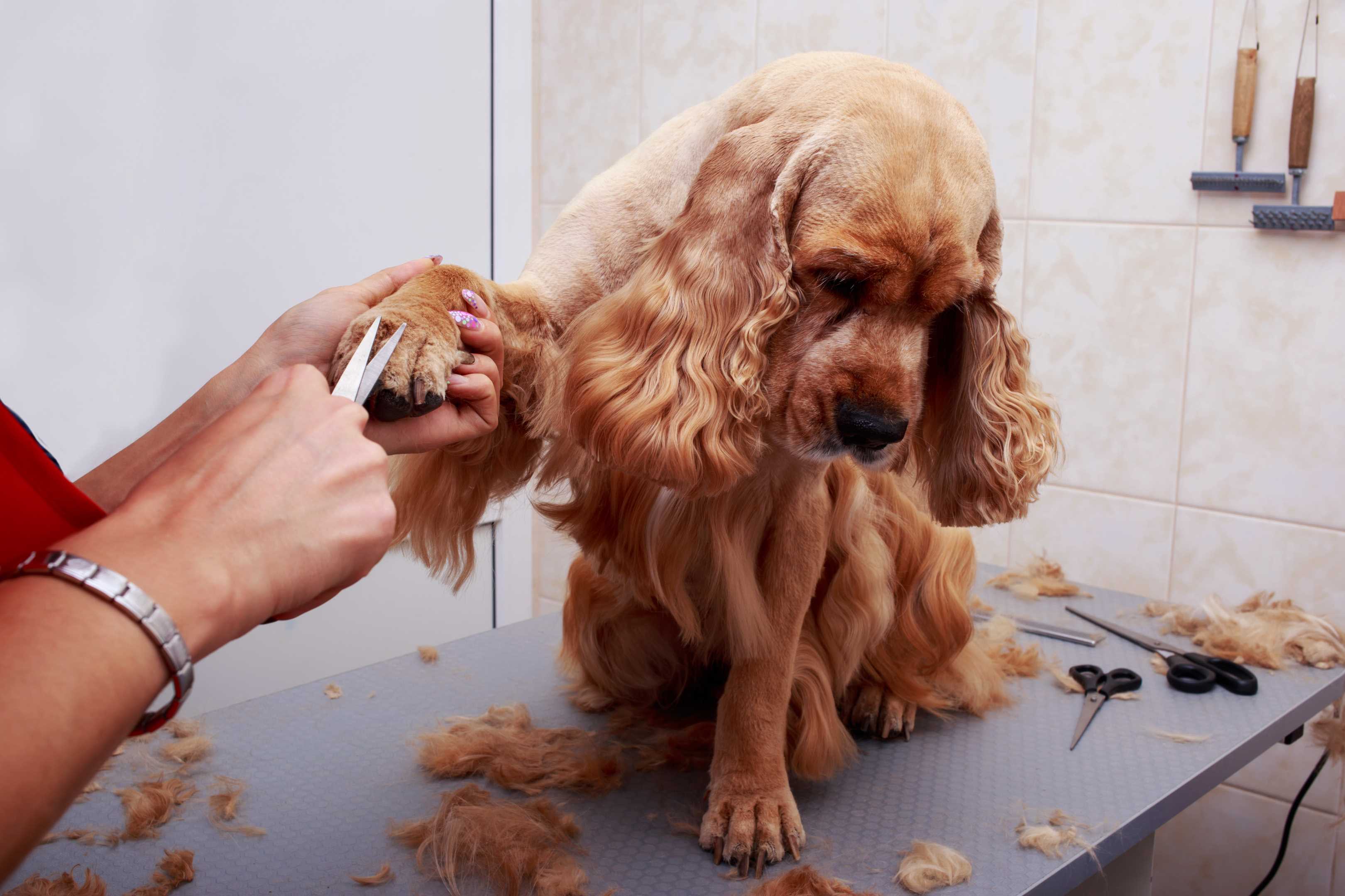 Pet Heroes Dog Grooming