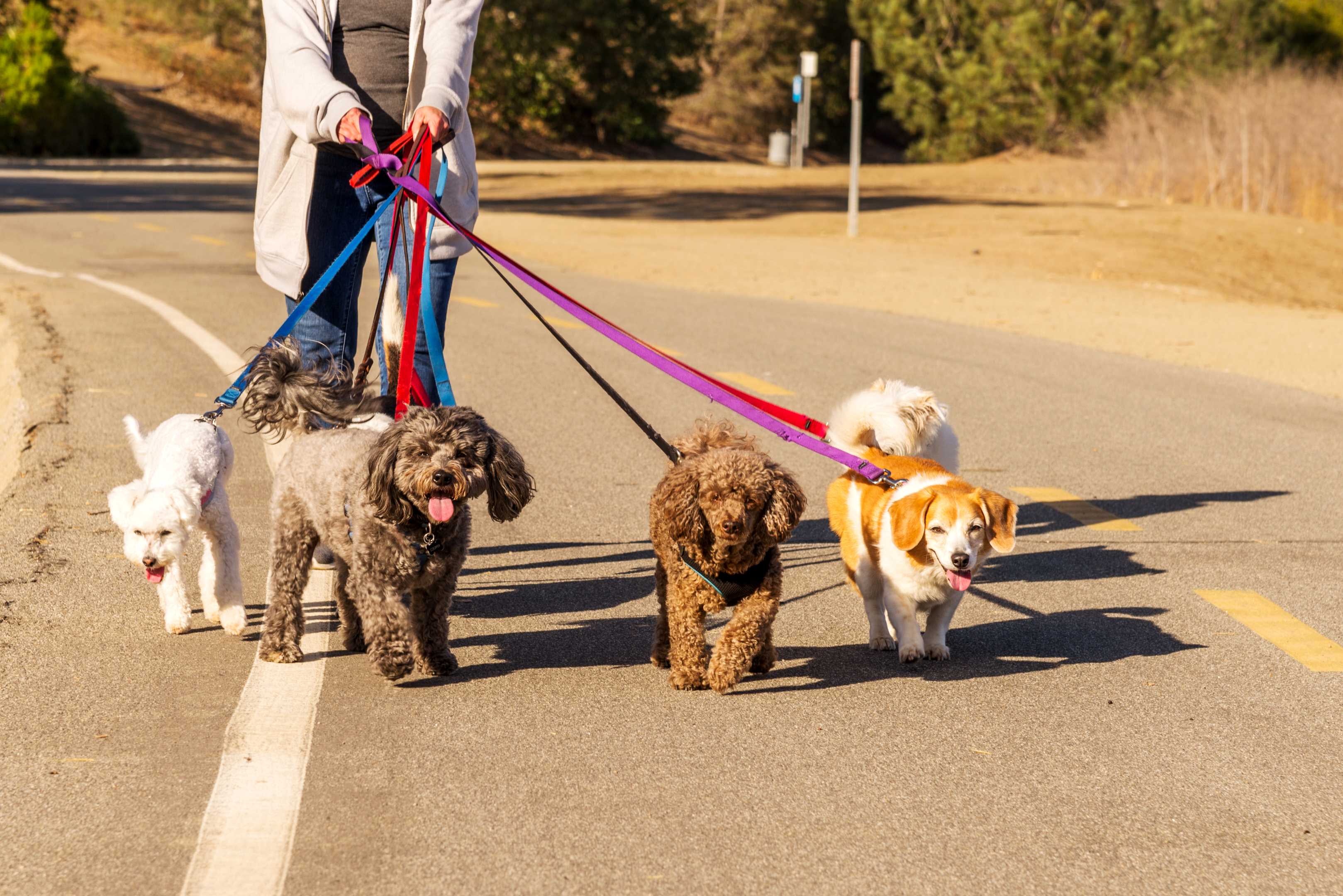 Dog Day Care Derby Dog Sitter in Derby