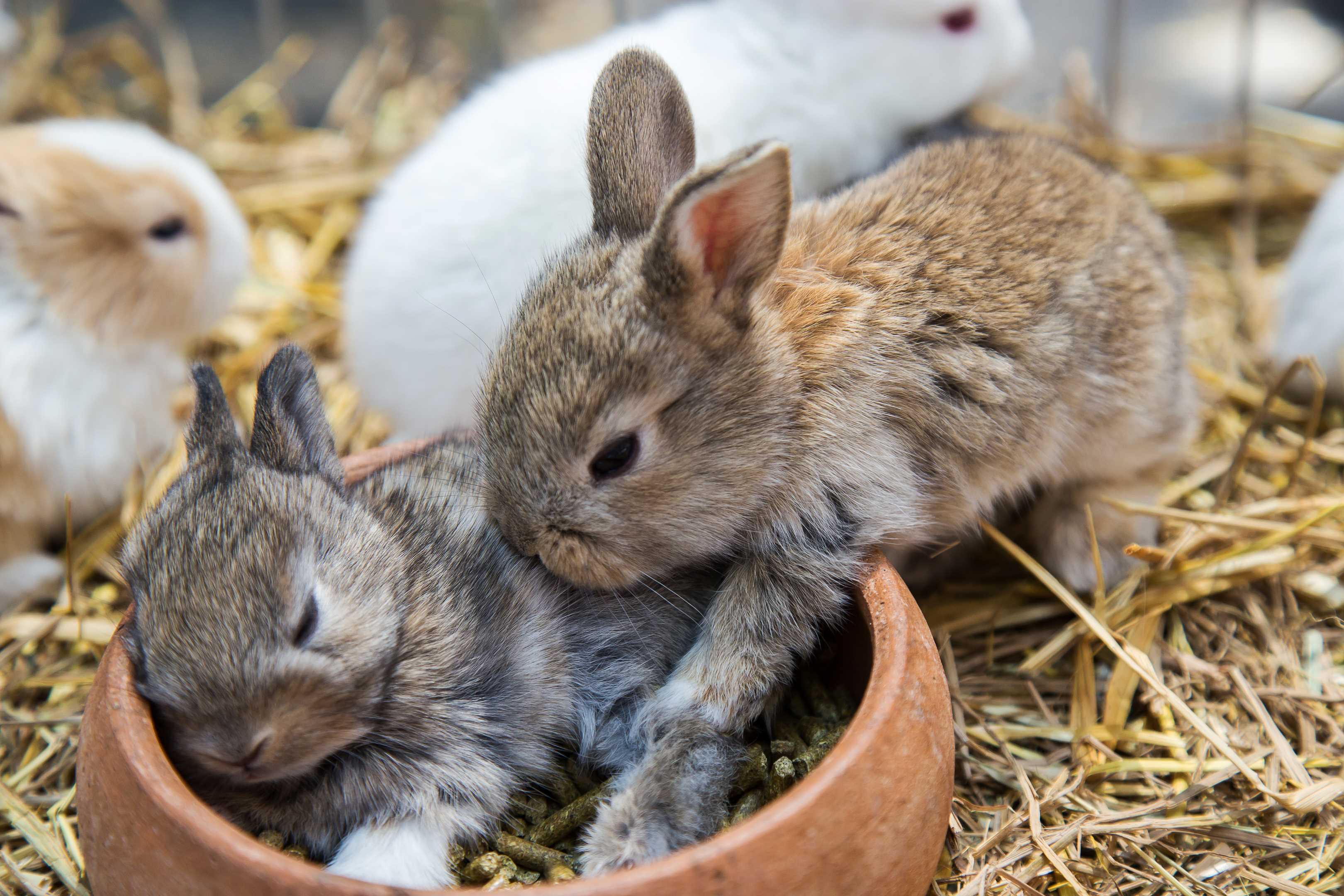 Большие и маленькие кролики. Кролик крольчиха крольчонок. Маленькие кролики. Маленькие крольчата. Крольчиха с крольчатами.