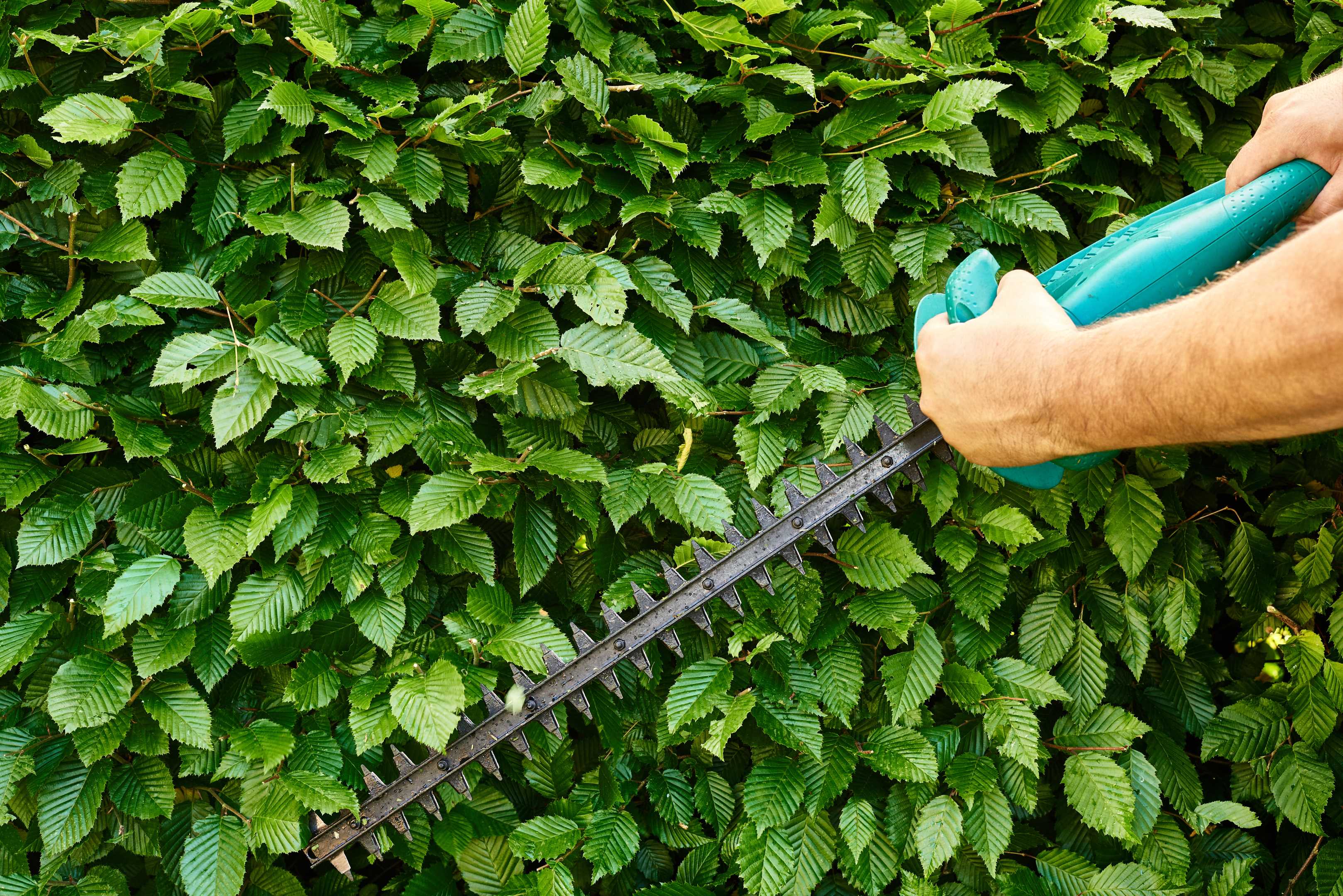 UndercutTree's Tree Service Tulsa