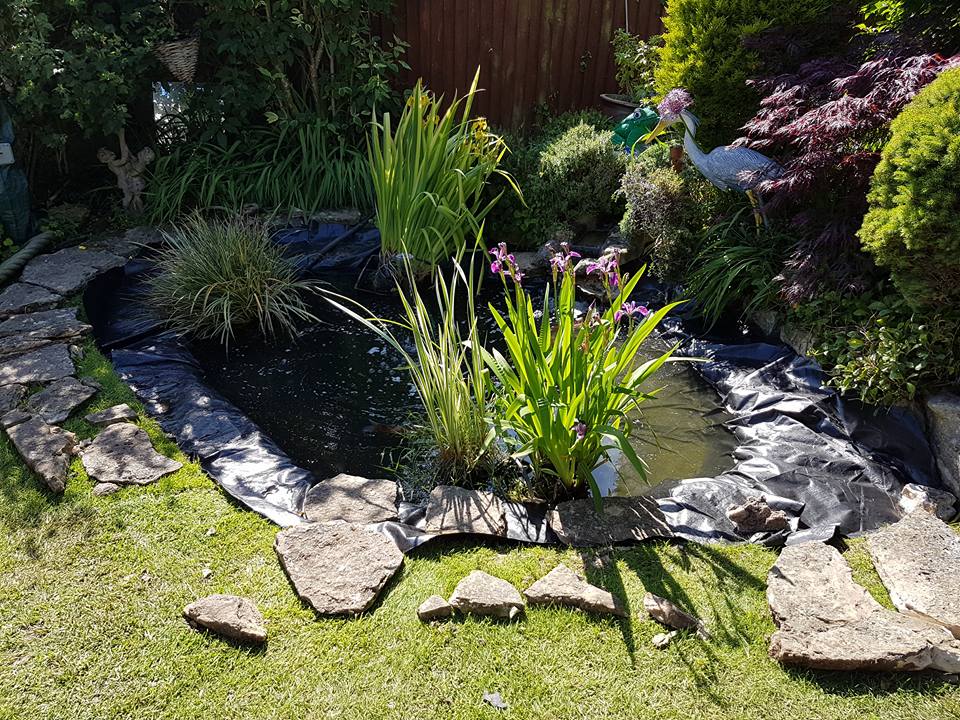 Pond Installation & Maintenance Garden & Pond Maintenance
