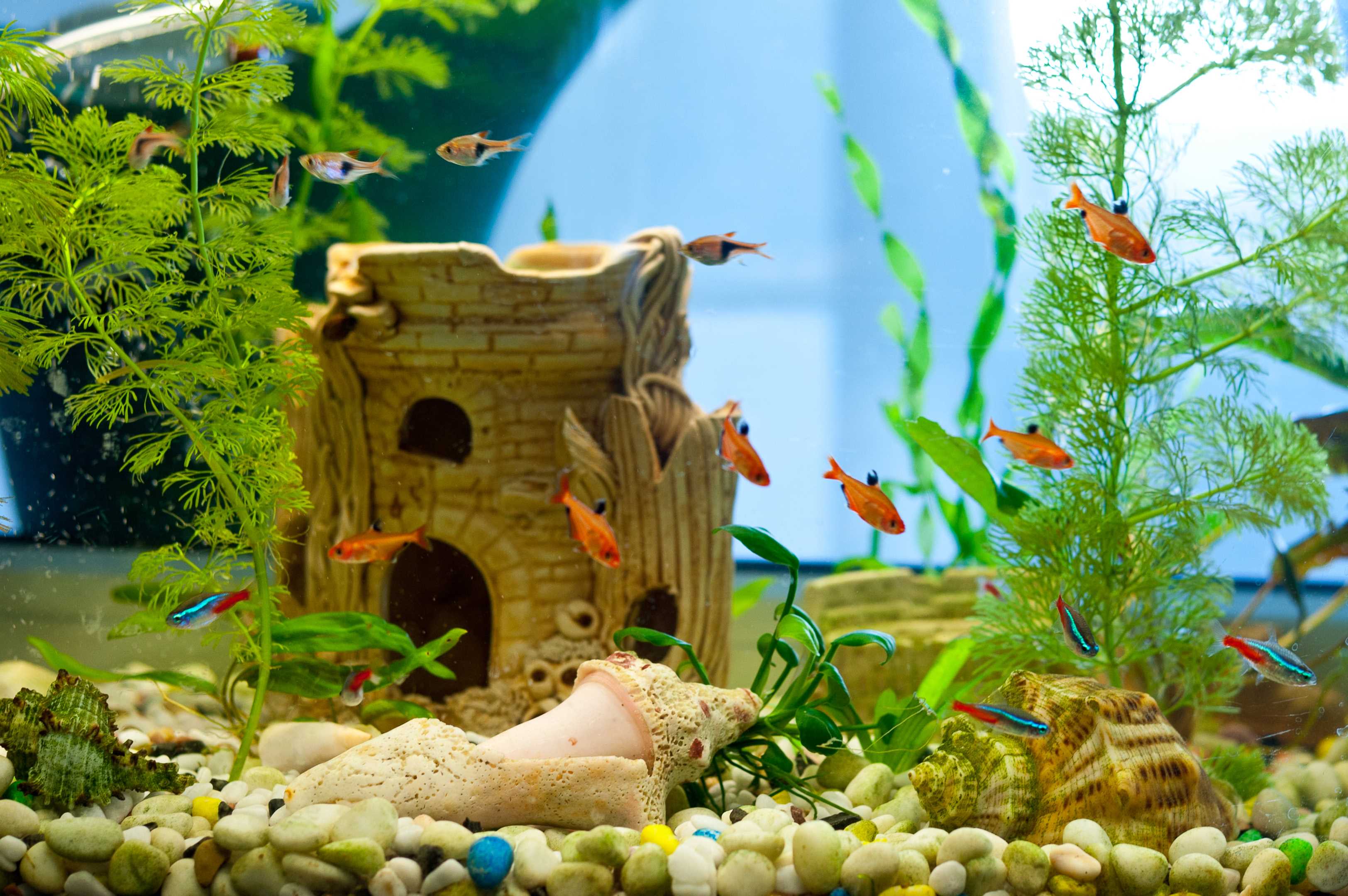 Personalized fish tank decorations hotsell