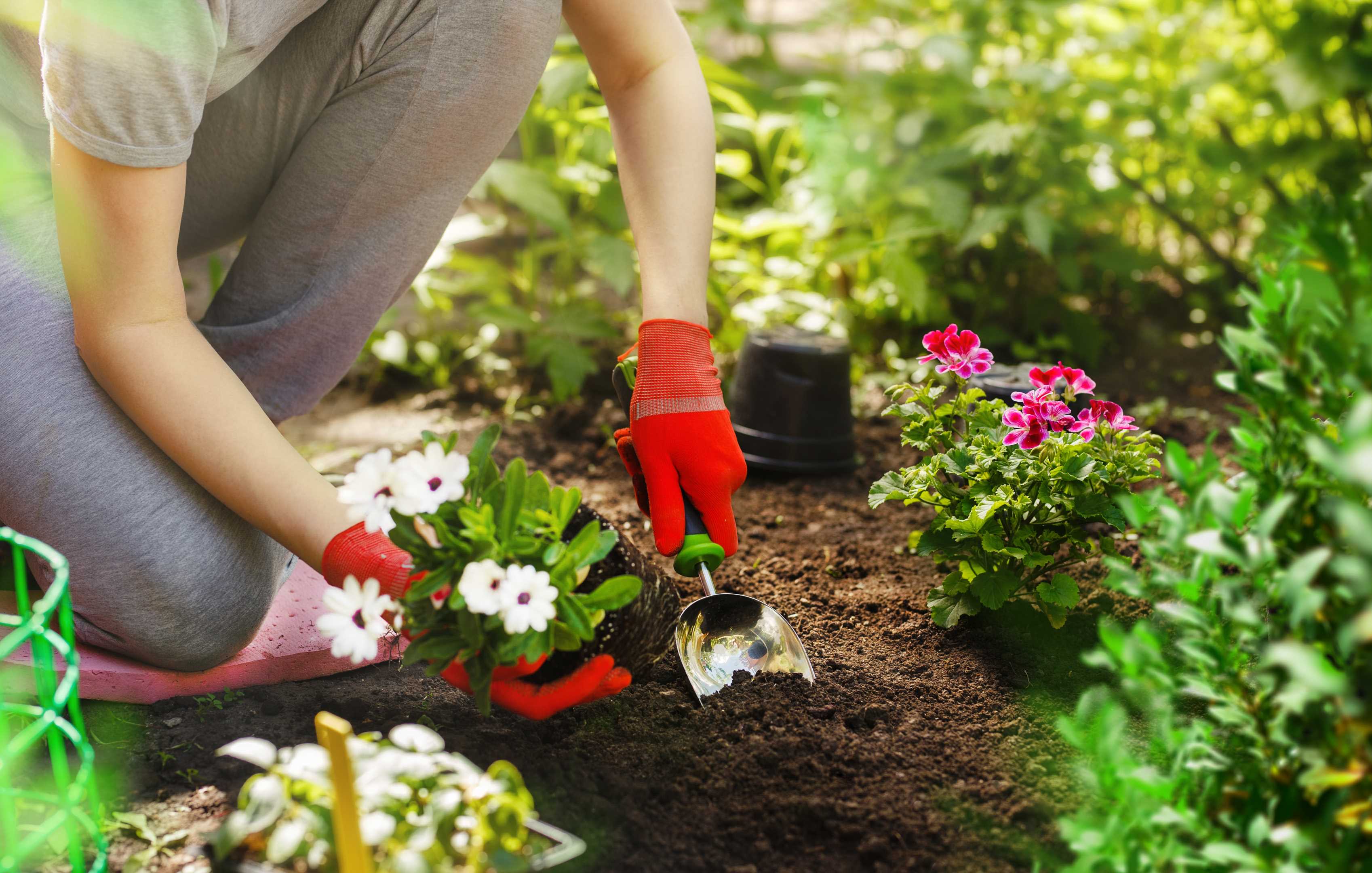 Best Gardener in Guildford - Harts Garden Services | Guildford