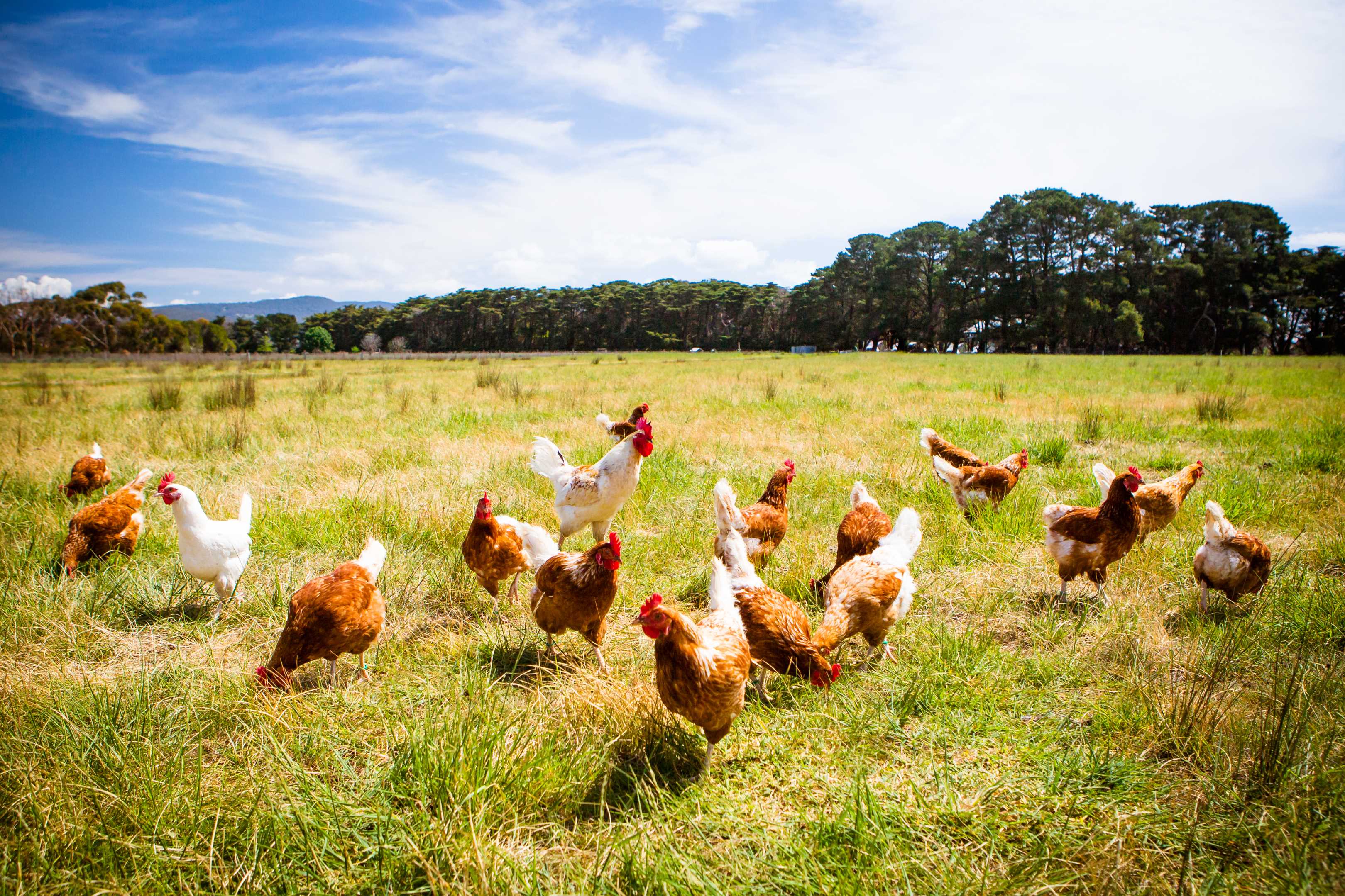 Bird farm. Куры. Птицеводство. Птицы сельского хозяйства. Домашняя птица.