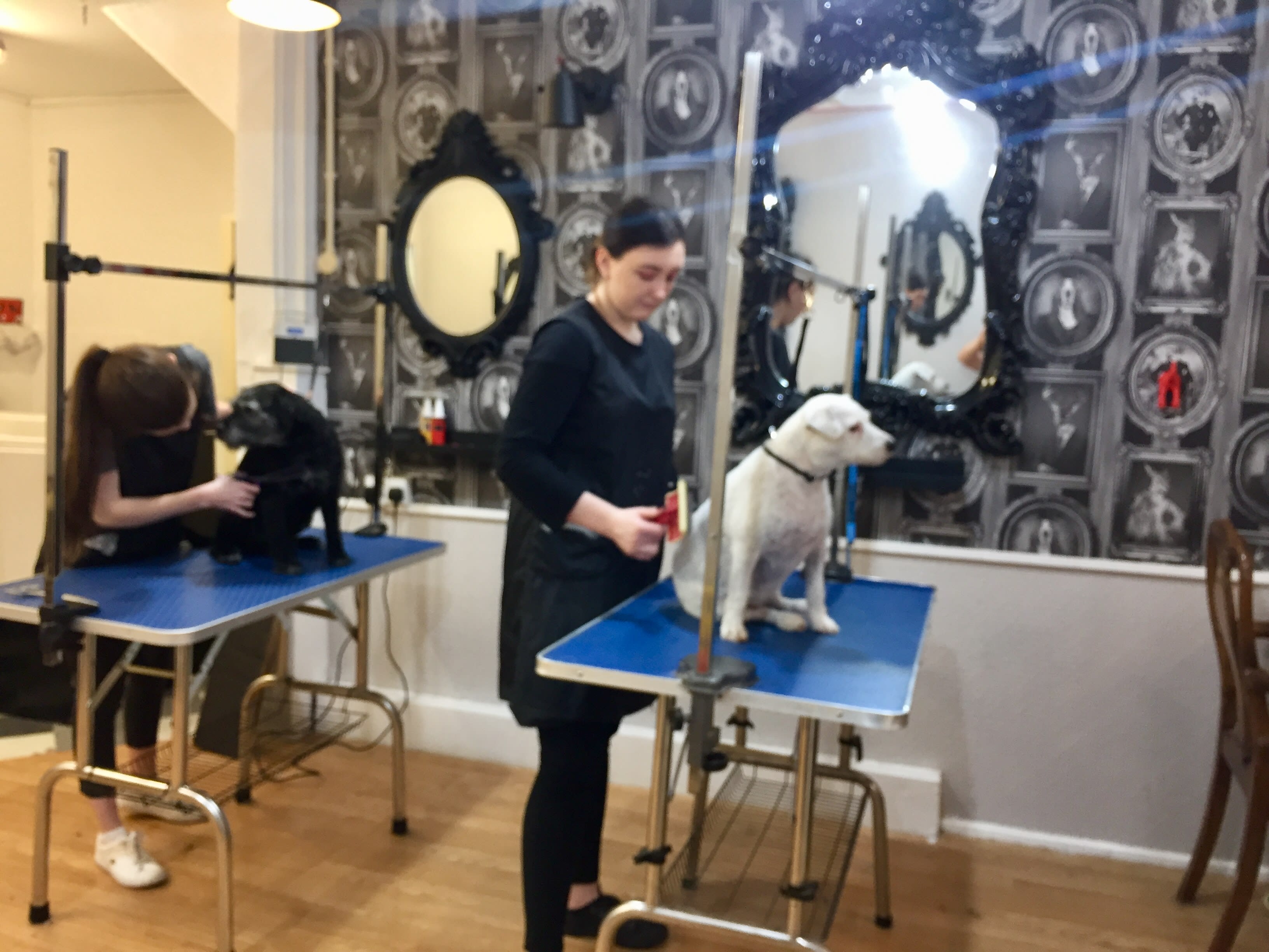 Dog Grooming Course Dog Grooming Training Course The