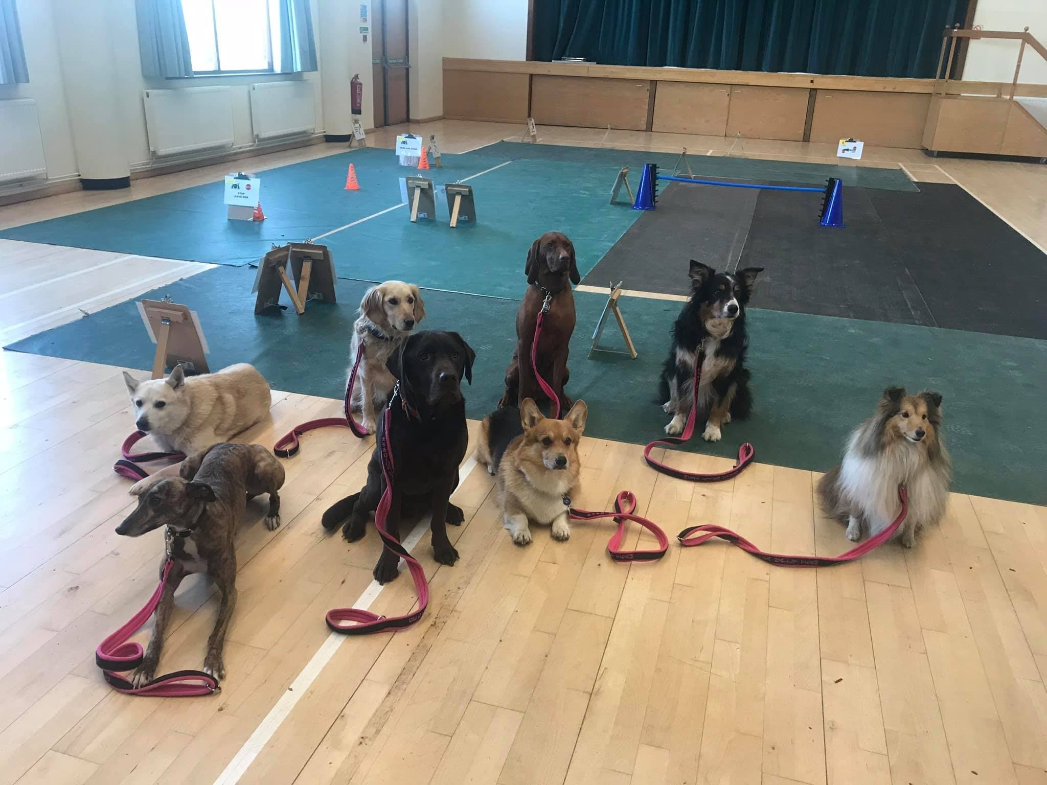Dog Training
