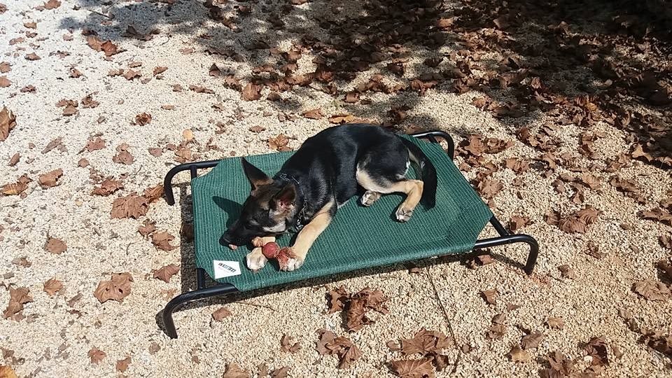 Angel K9 Dog Training in Eden