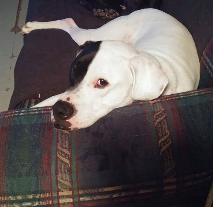 English Pointer Pitbull | ppgbbe.intranet.biologia.ufrj.br