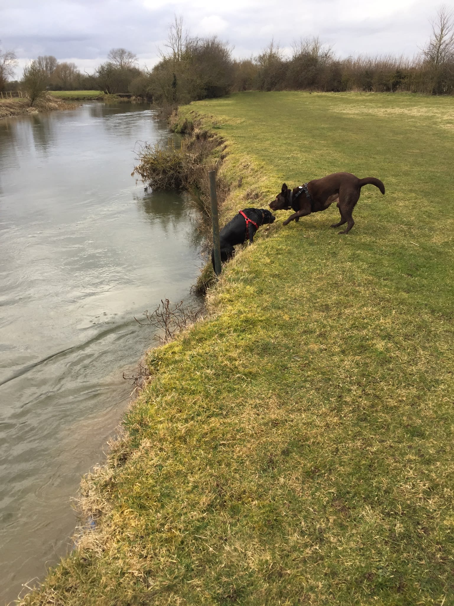K9 Walking Services Dog Walker in Fareham
