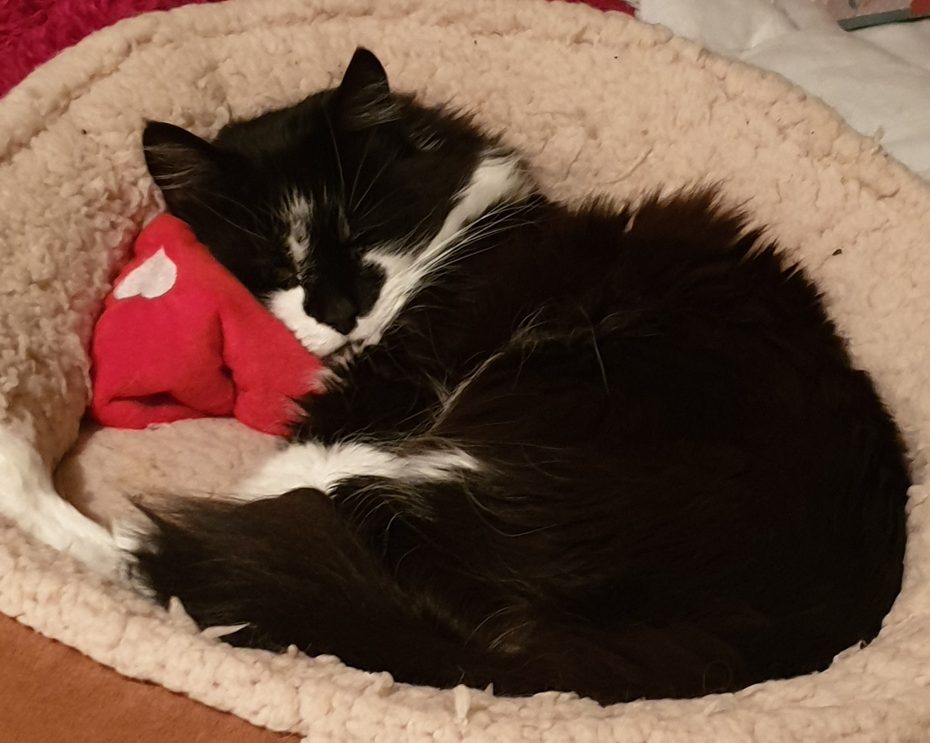 Cat Sitting Services Cat Sitting Cozeepets London Pet Sitter in