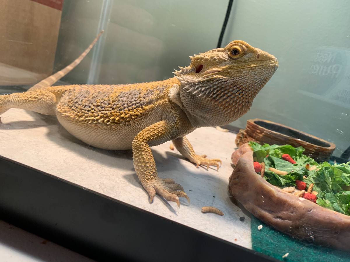 KP EXOTICS - Pet Breeder in Columbus