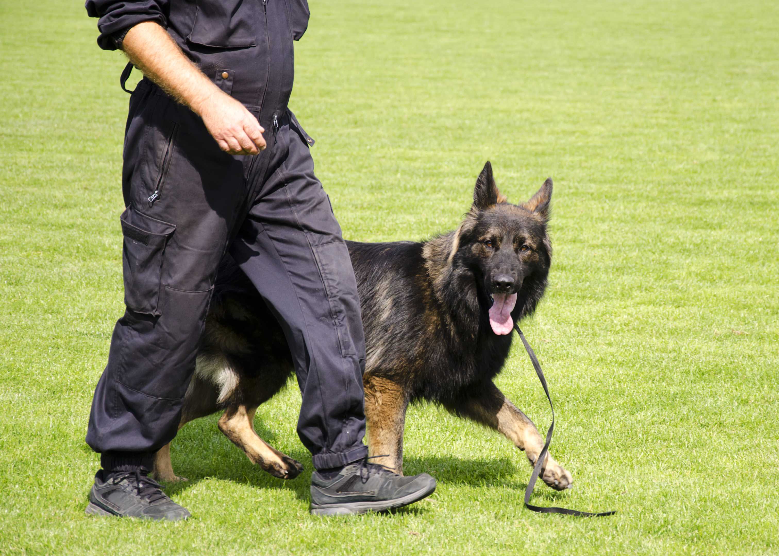 Wb k9 hot sale training