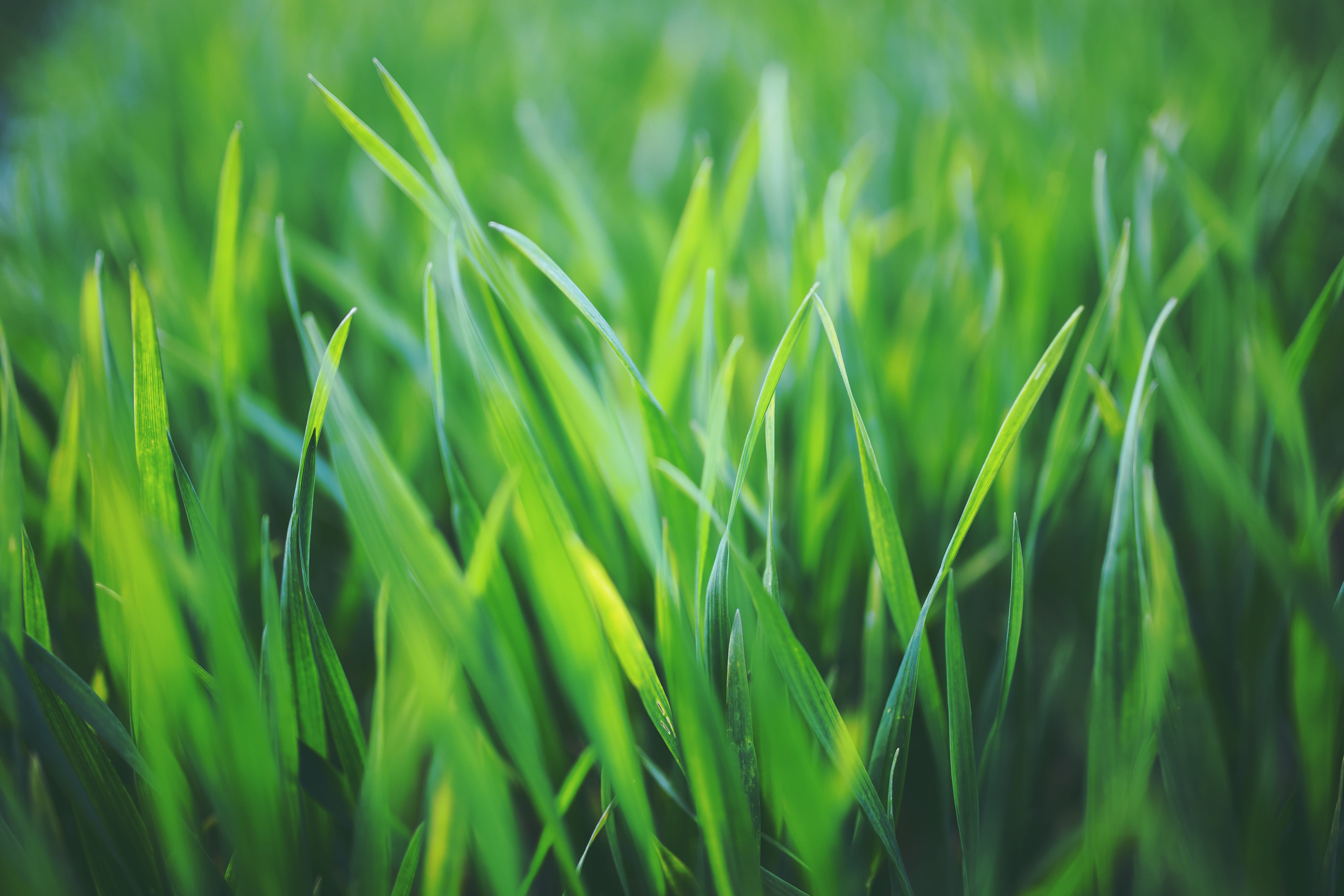 Green & Dickens Landscaping And Home Services