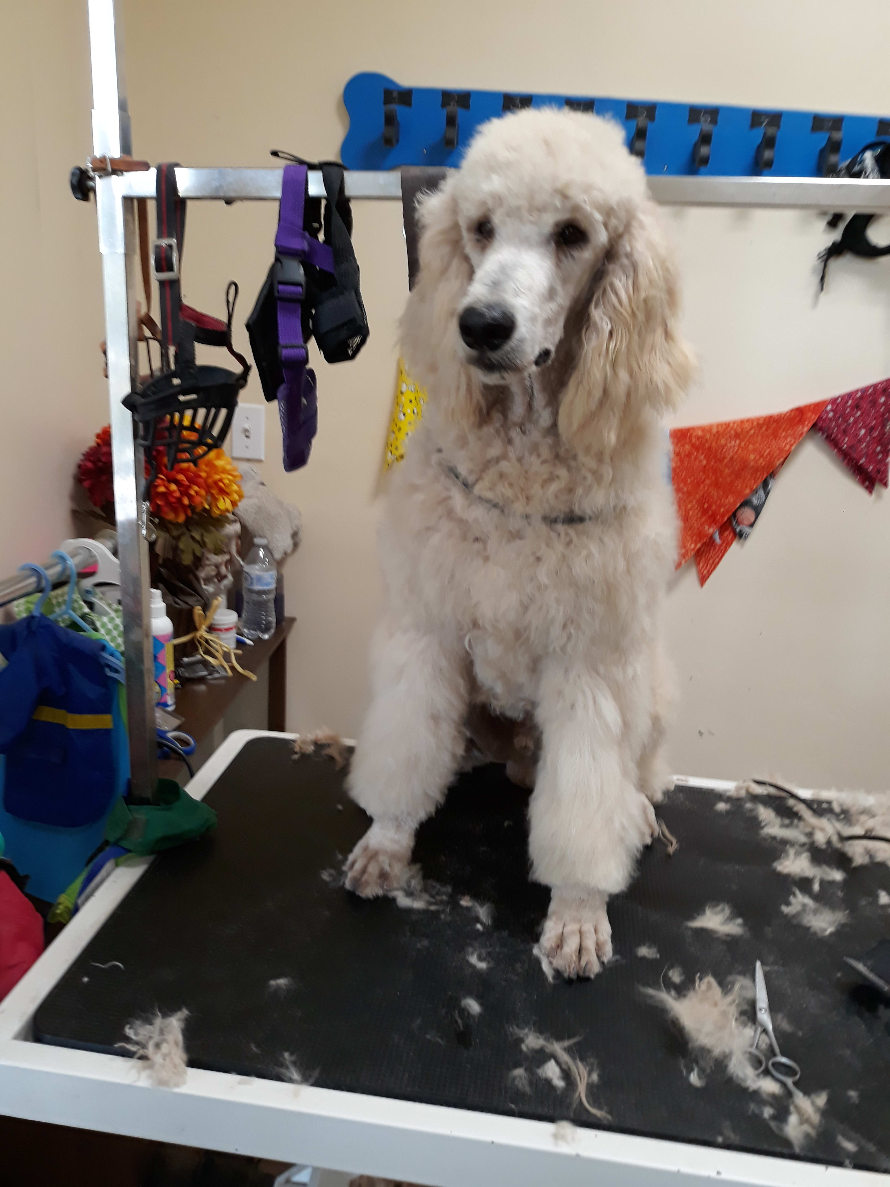 Terry's Pet Grooming