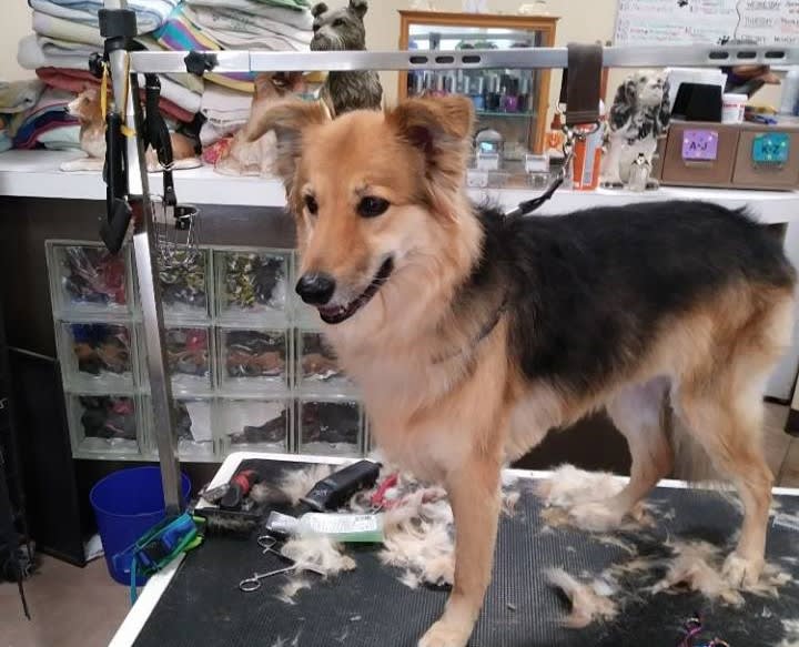 Terry's Pet Grooming