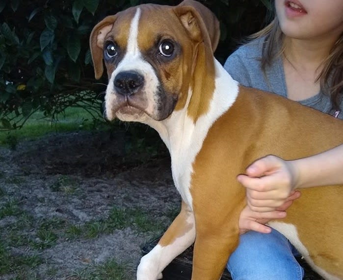 boxer puppies for sale in az