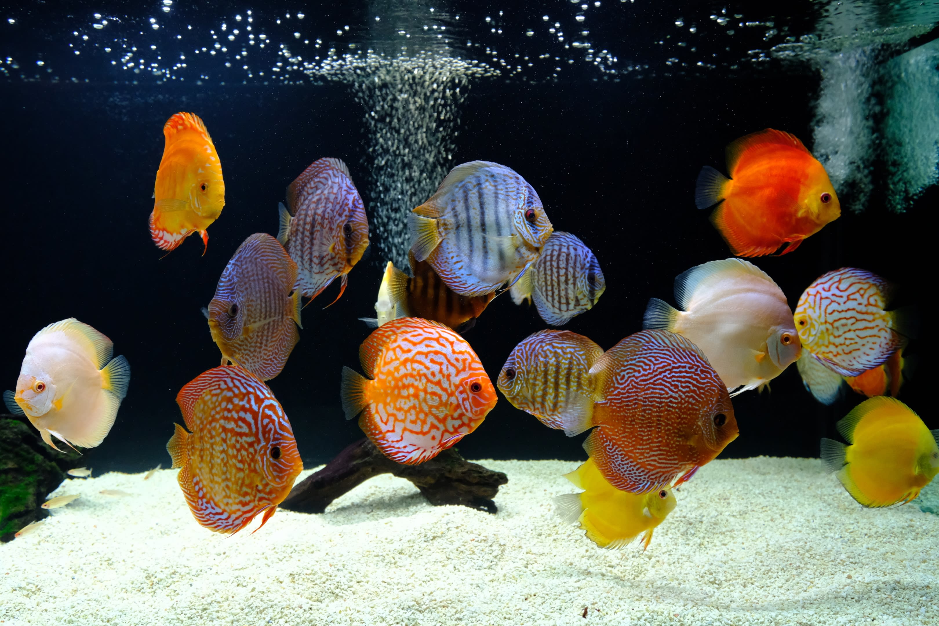 acuario-texcoco-tienda-de-animales