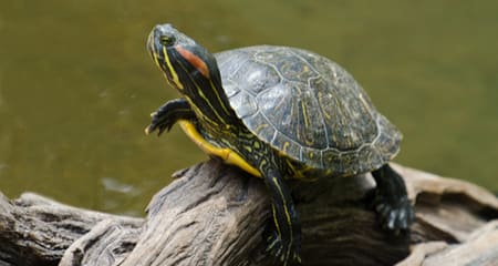 How to Surrender Red Eared Slider Turtle Phoenix Az?