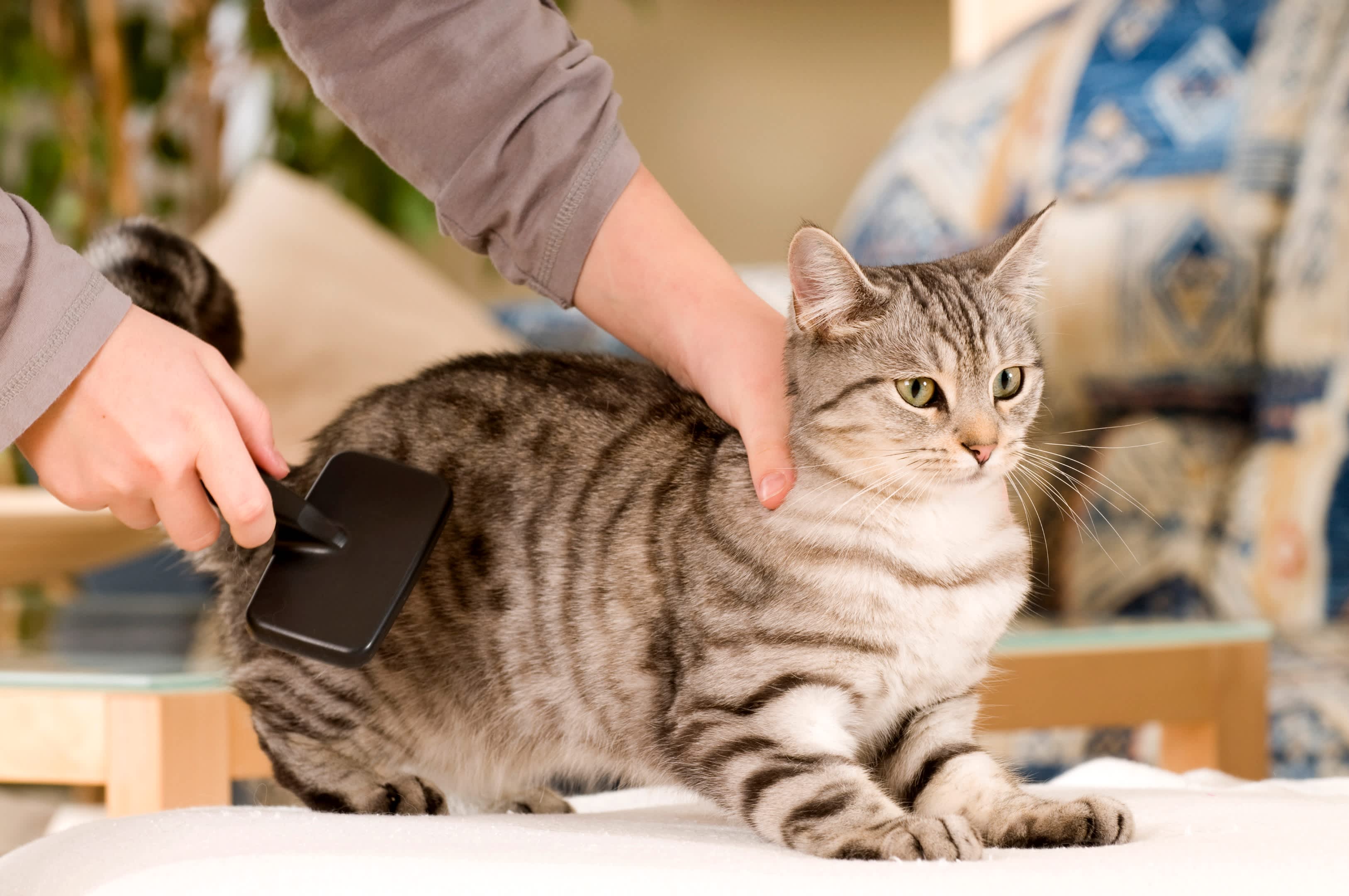 Pet Sellers Hubli Pet Breeder