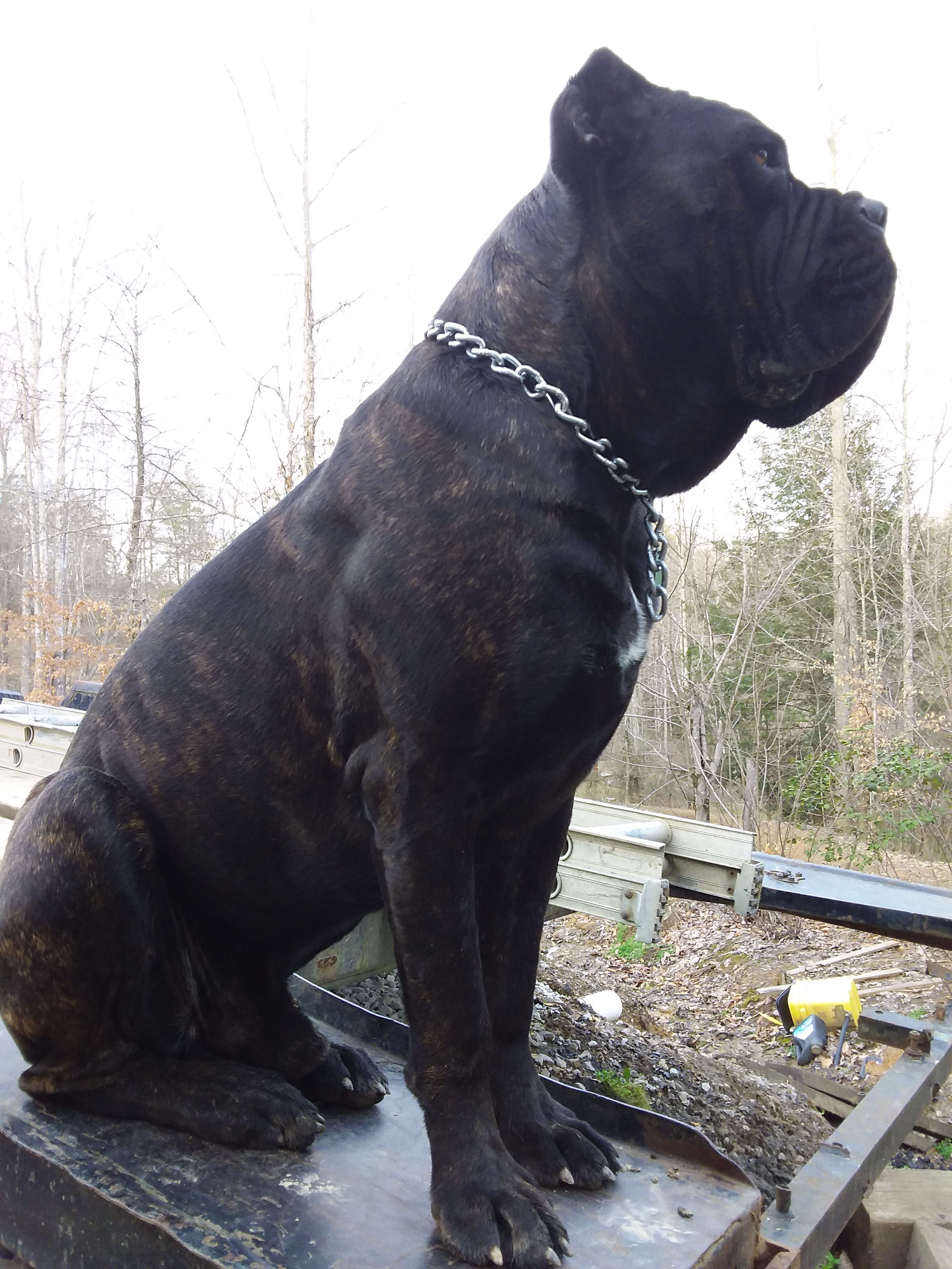 Old River Kennels Cane Corso