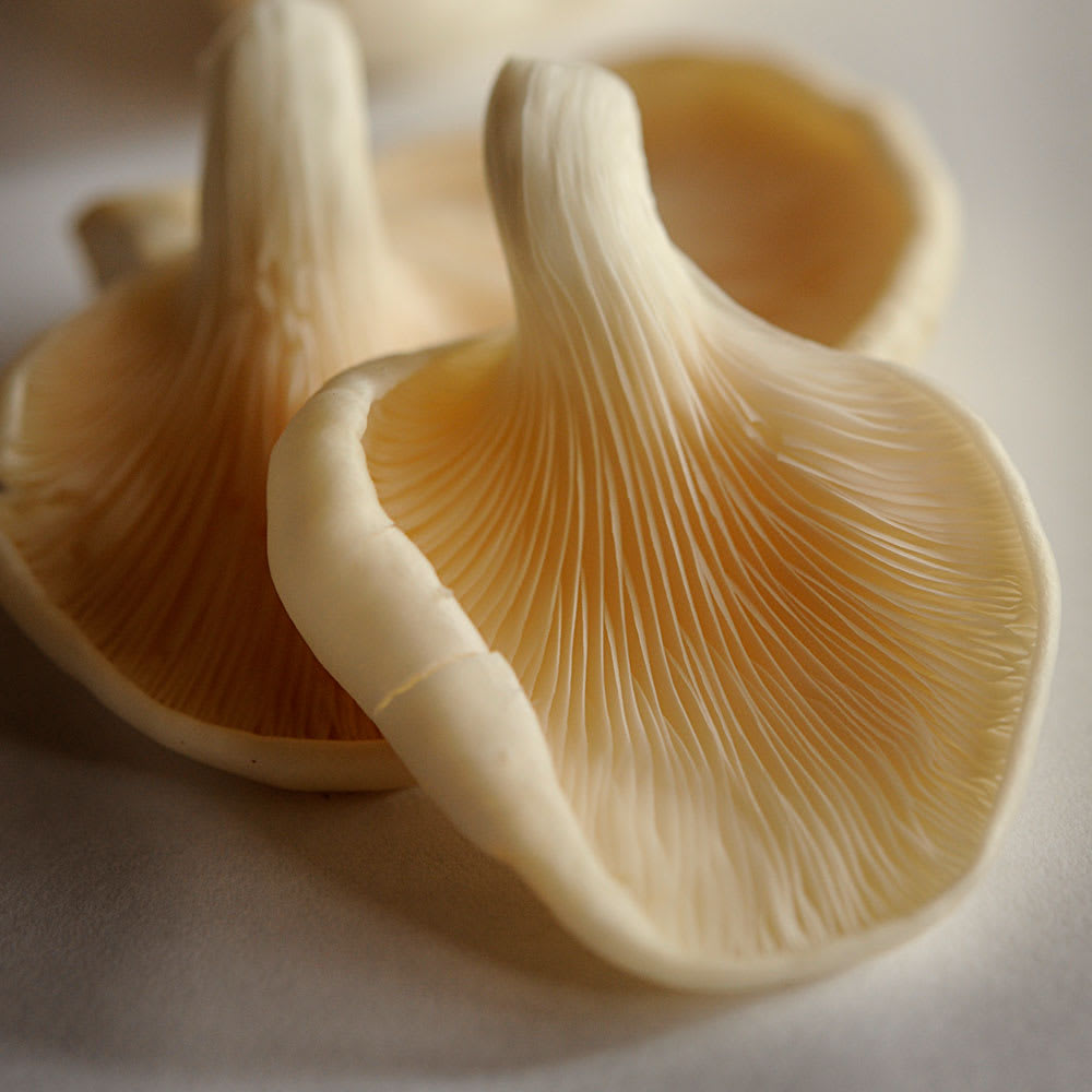 Mesta Mushrooms